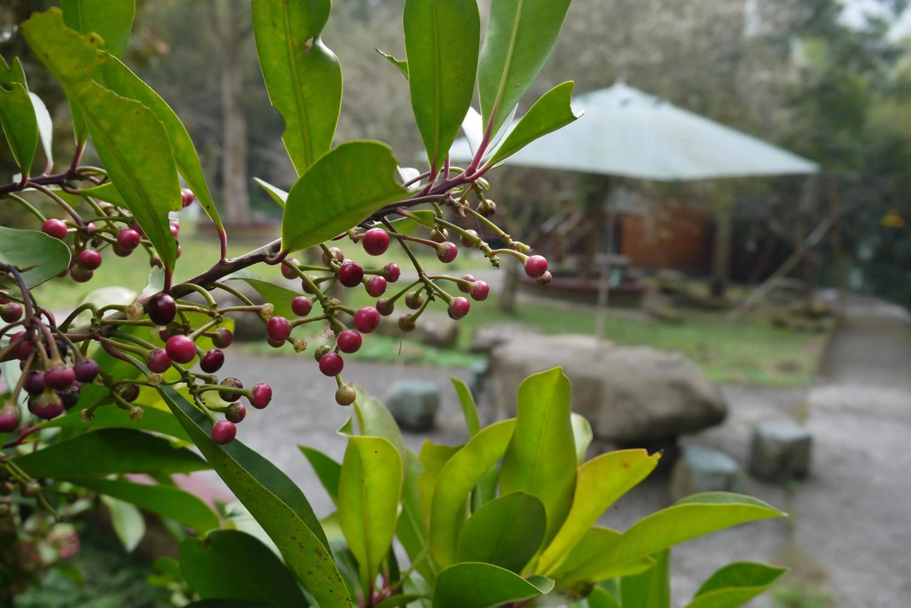 Garden in Kingtaiwan Hotel