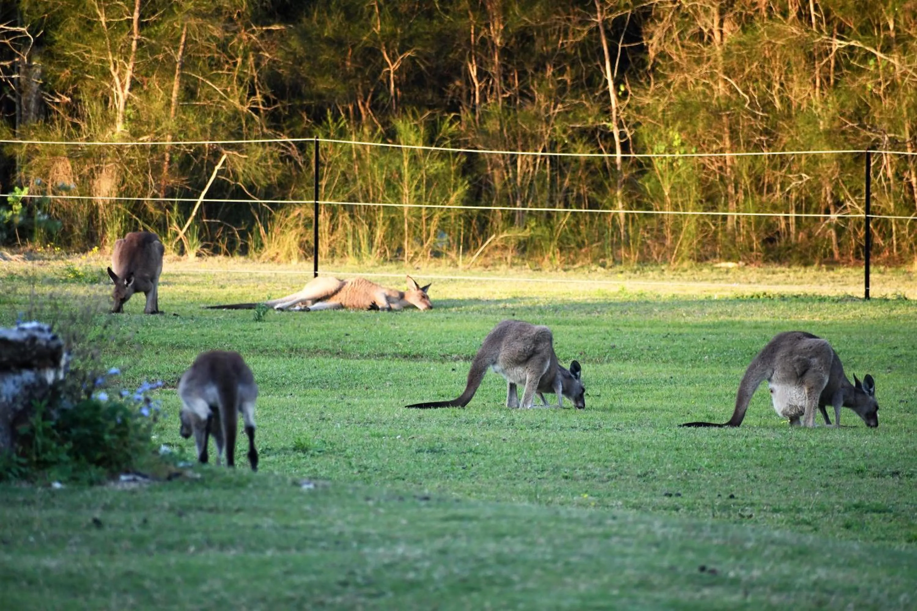 Animals in Salt @ South West Rocks