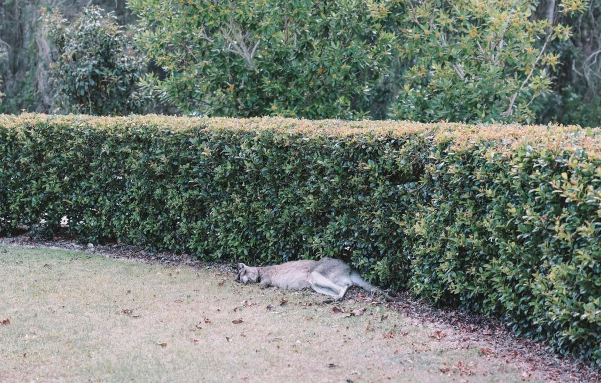 Natural landscape in Salt @ South West Rocks
