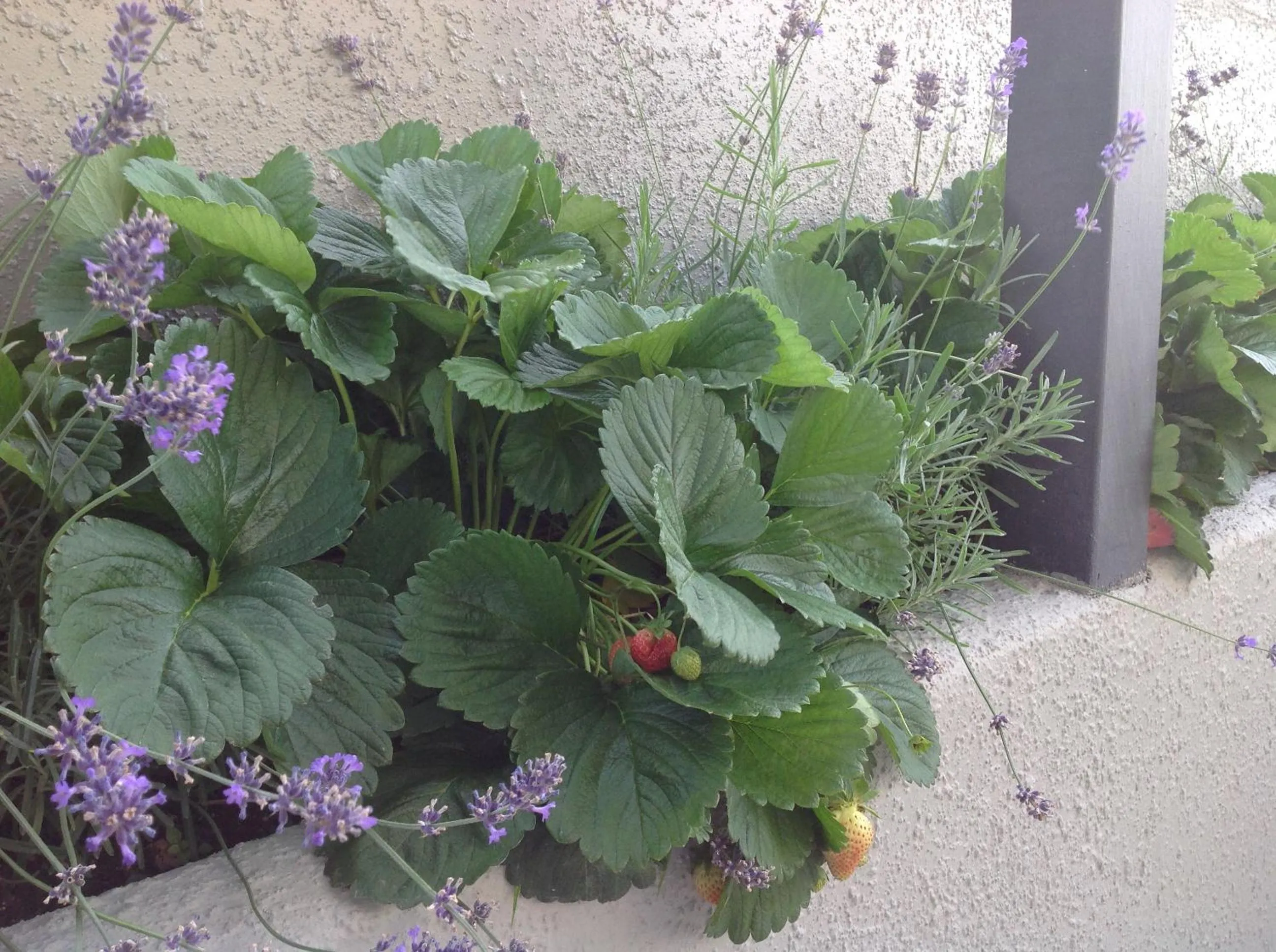 Garden in Stay Taupo