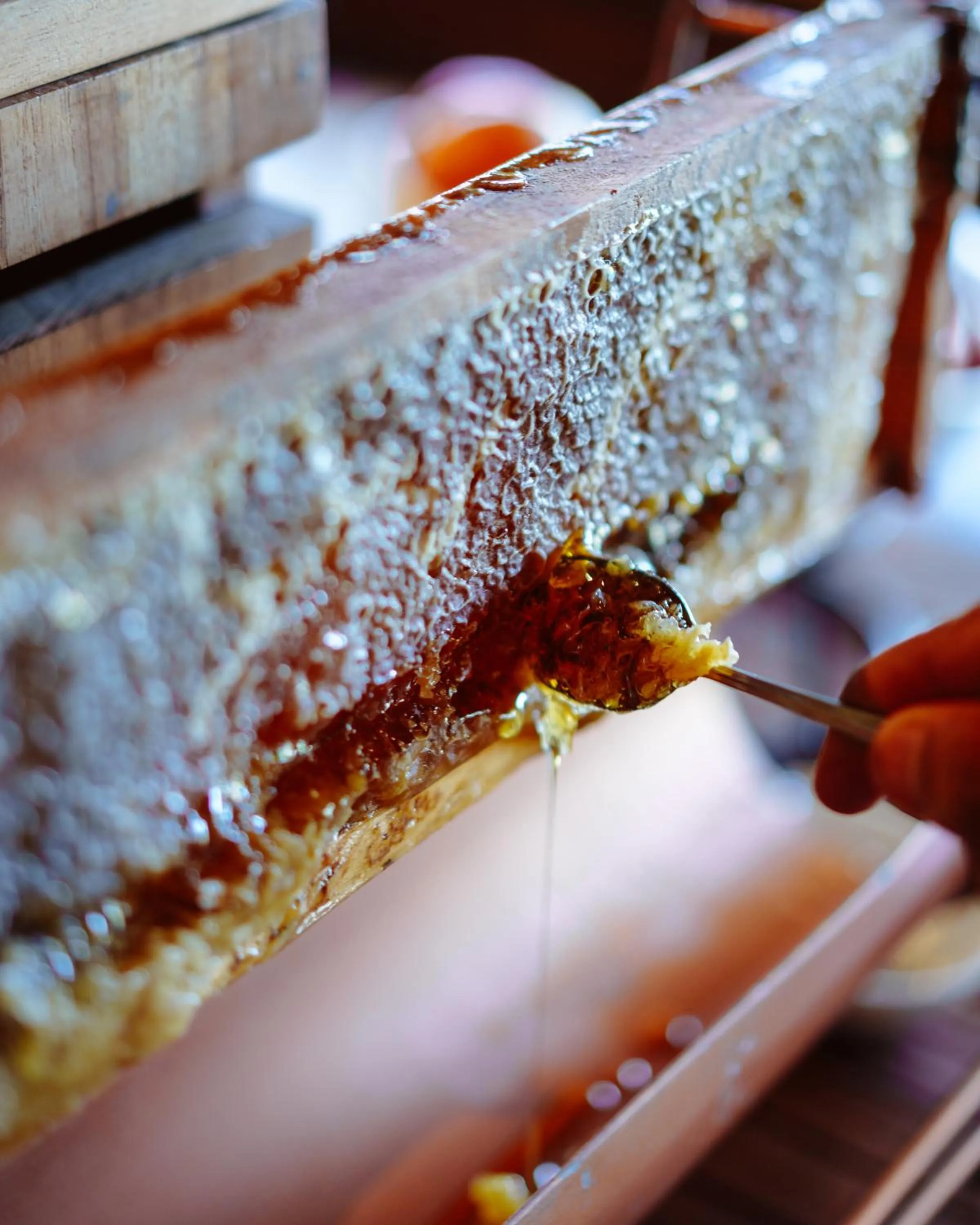 Zendaya Resort Beach Sport & Spa