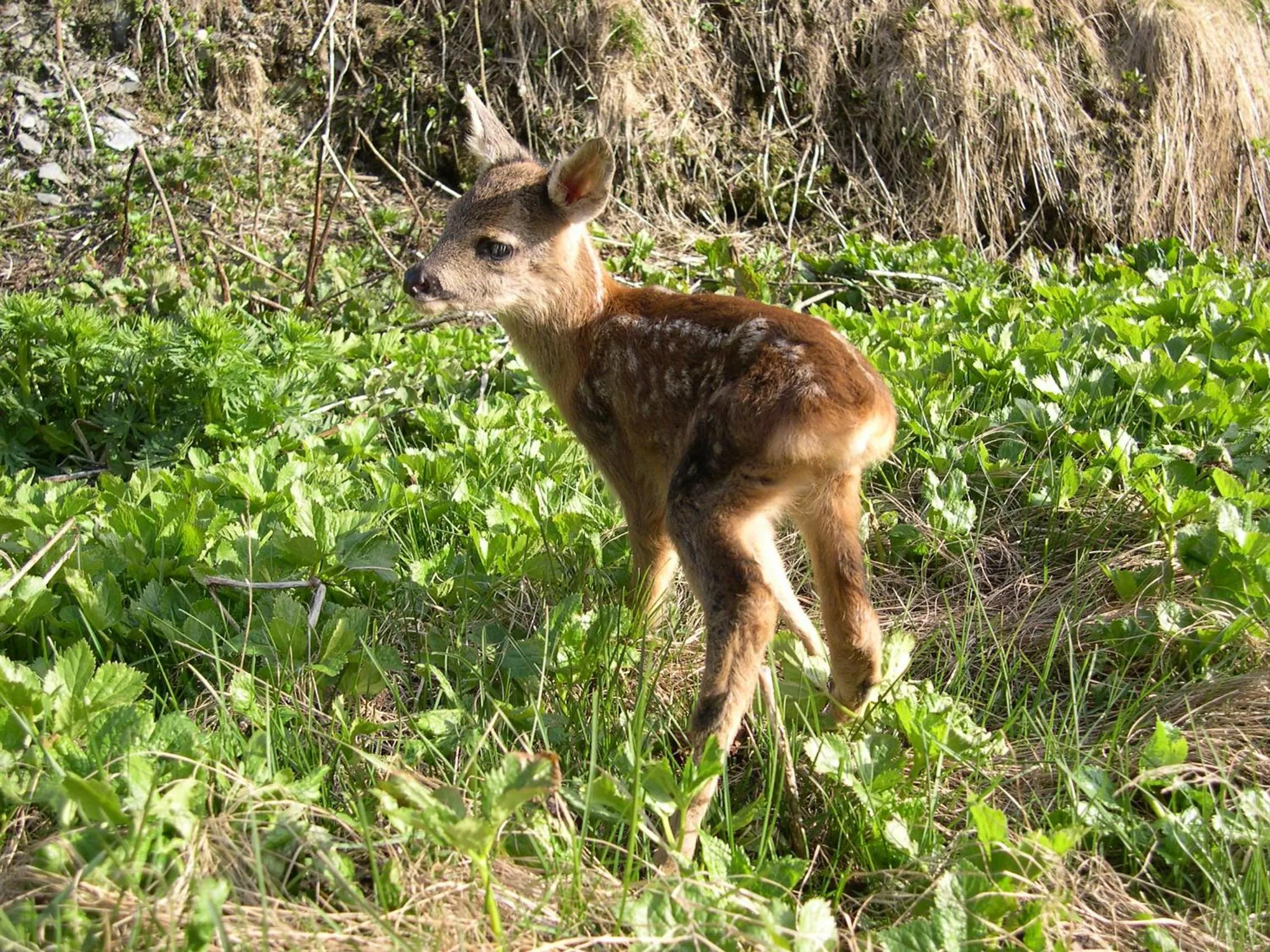 Animals in Hotel Bergalga