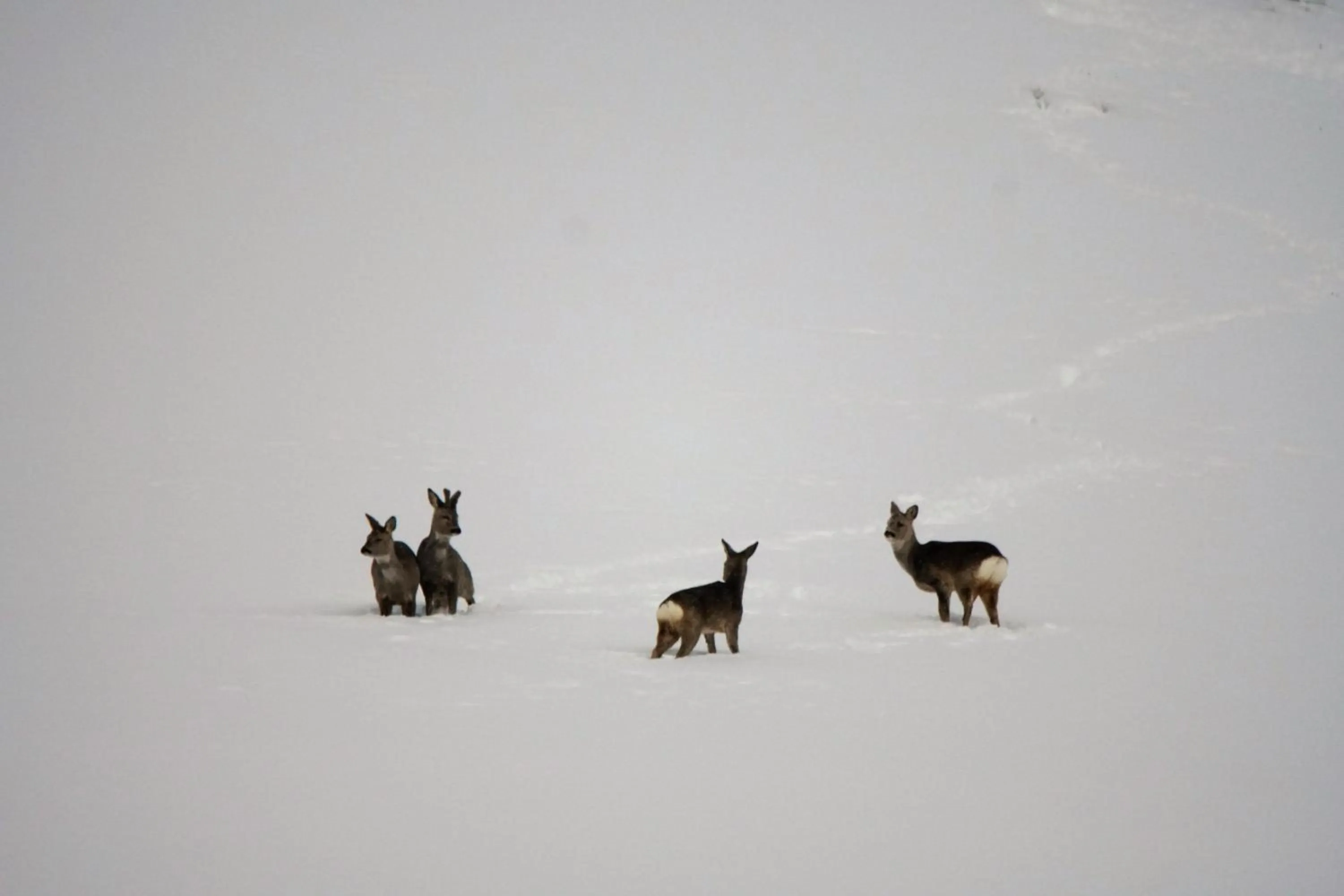 Animals in Hotel Bergalga