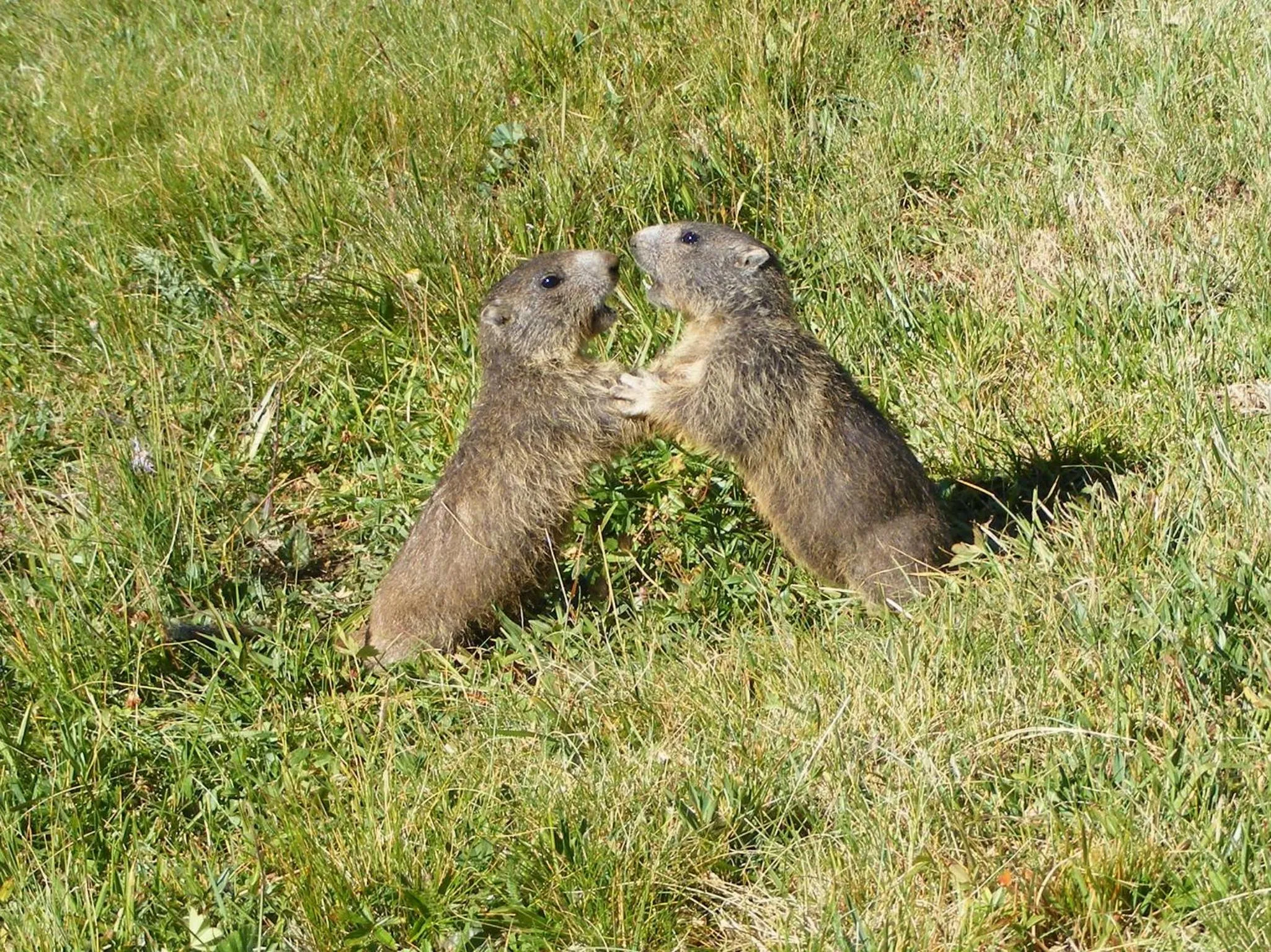 Animals in Hotel Bergalga