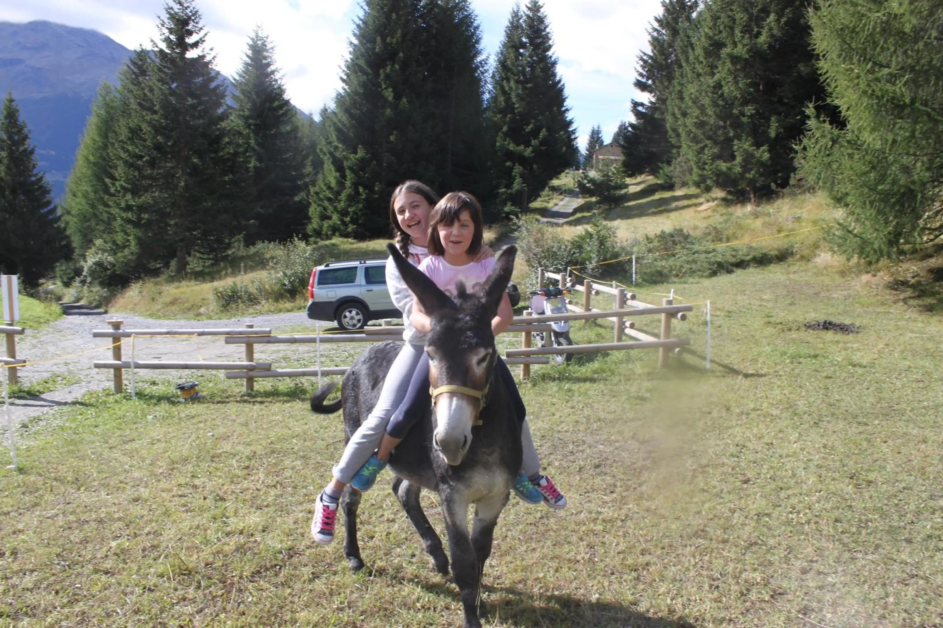 Pets in Residence Mirage