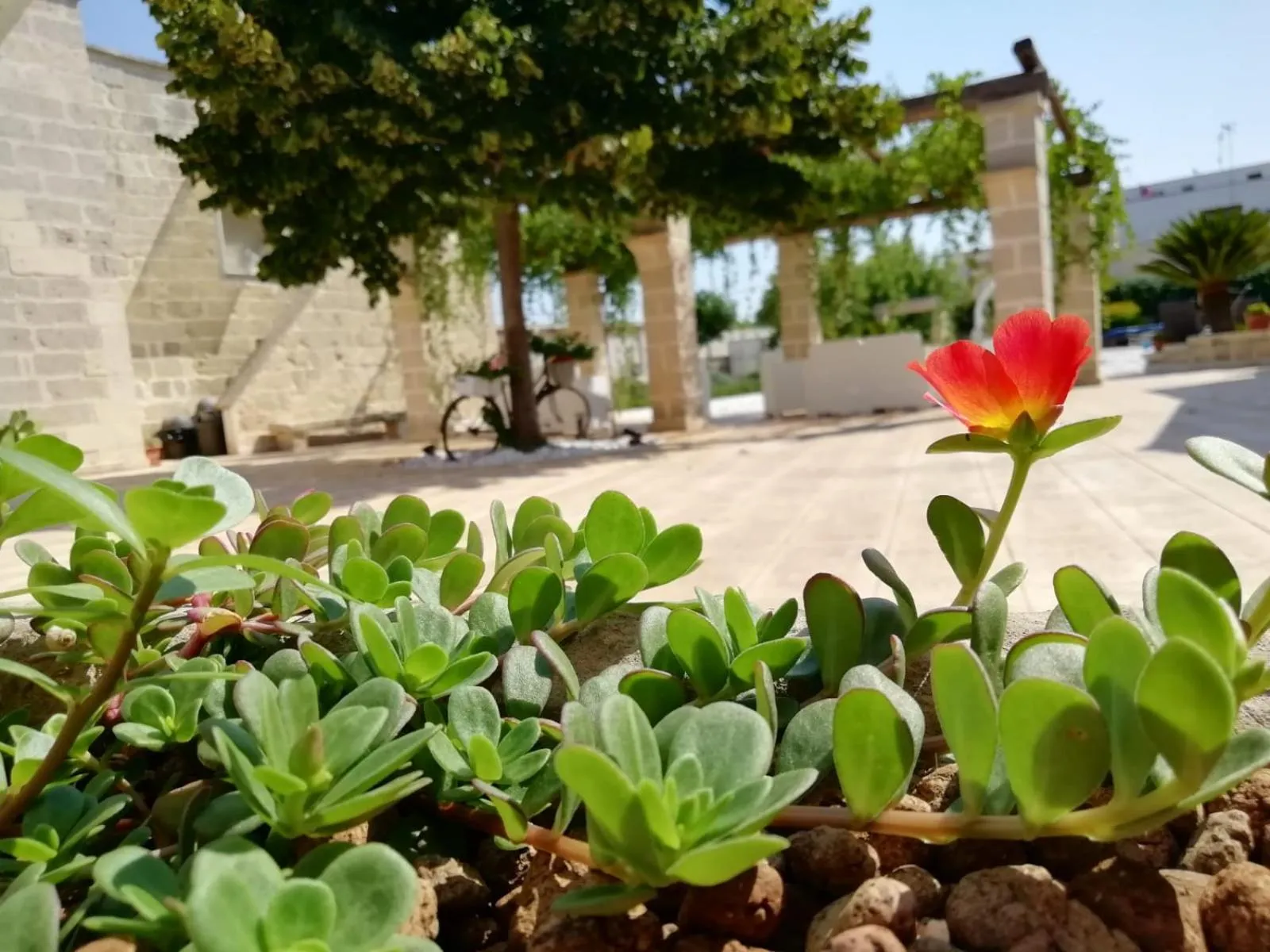 Il Giardino Del Tiglio