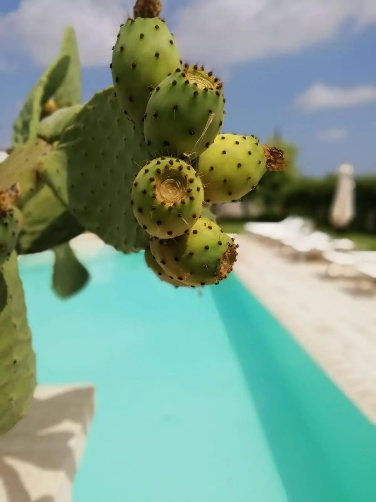 Il Giardino Del Tiglio