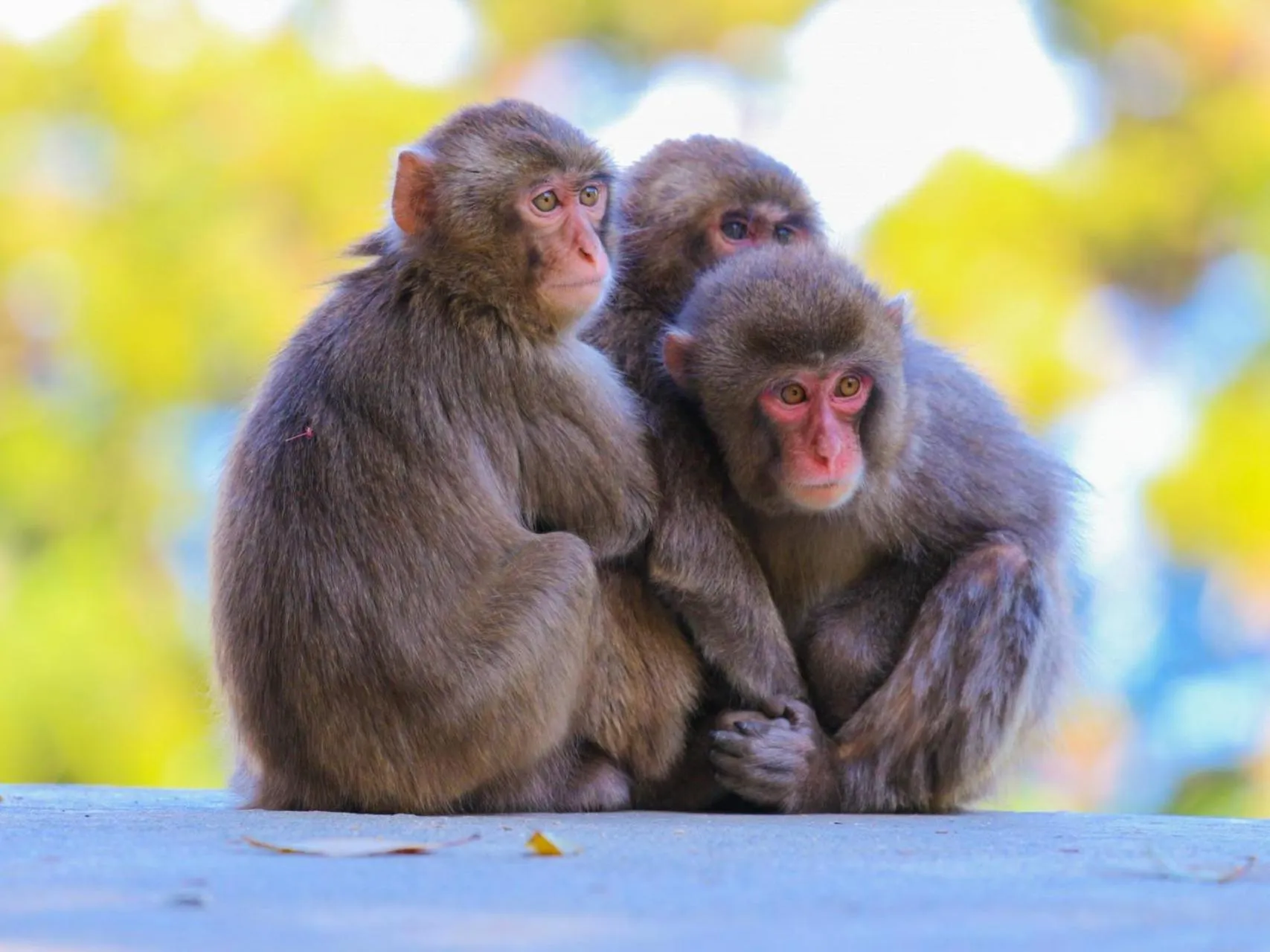 Nearby landmark in Lake Side Nikko Hotel
