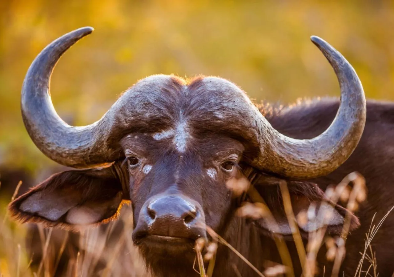 AfriCamps Hoedspruit