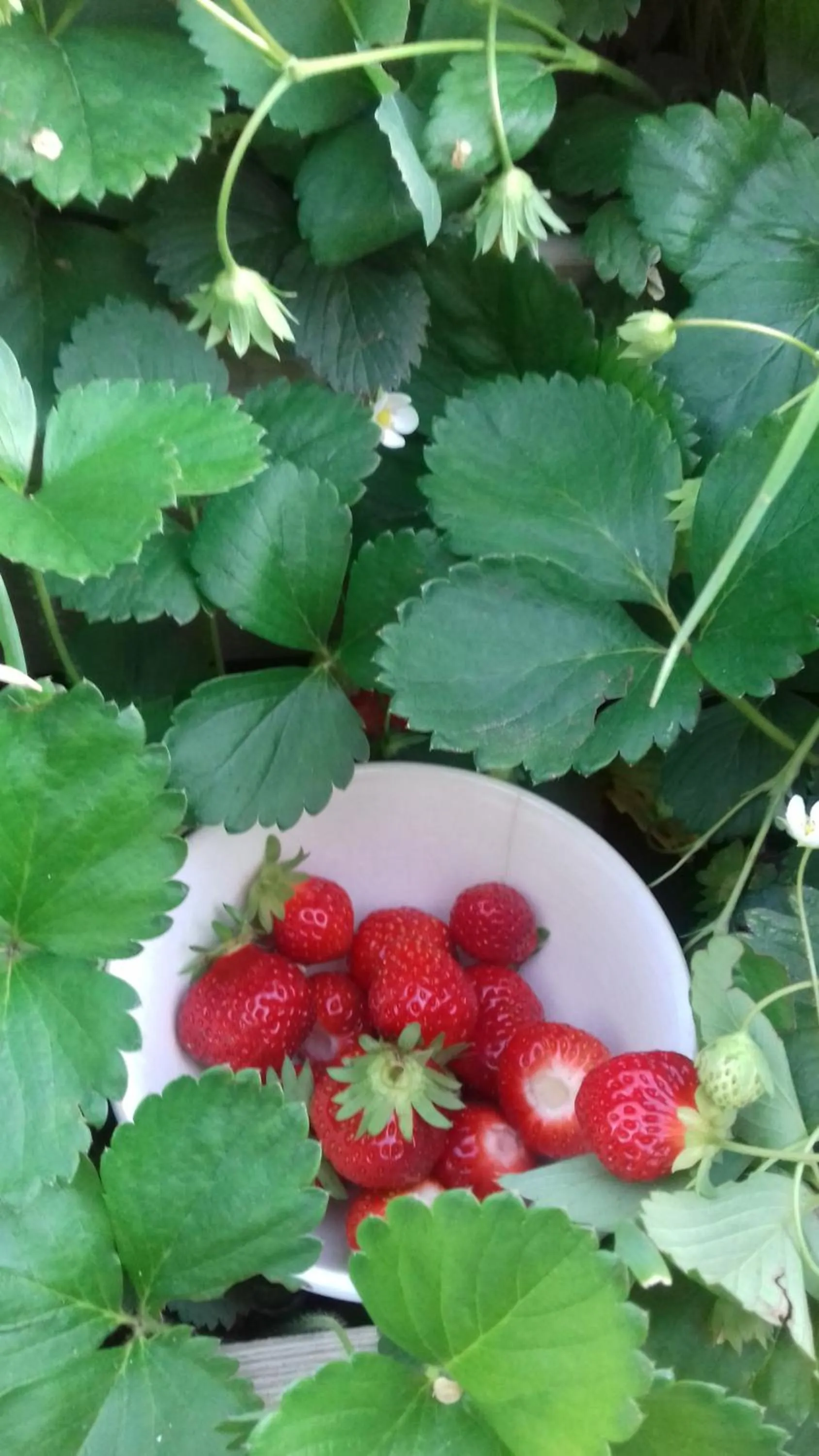 Spring in Molino De La Vega