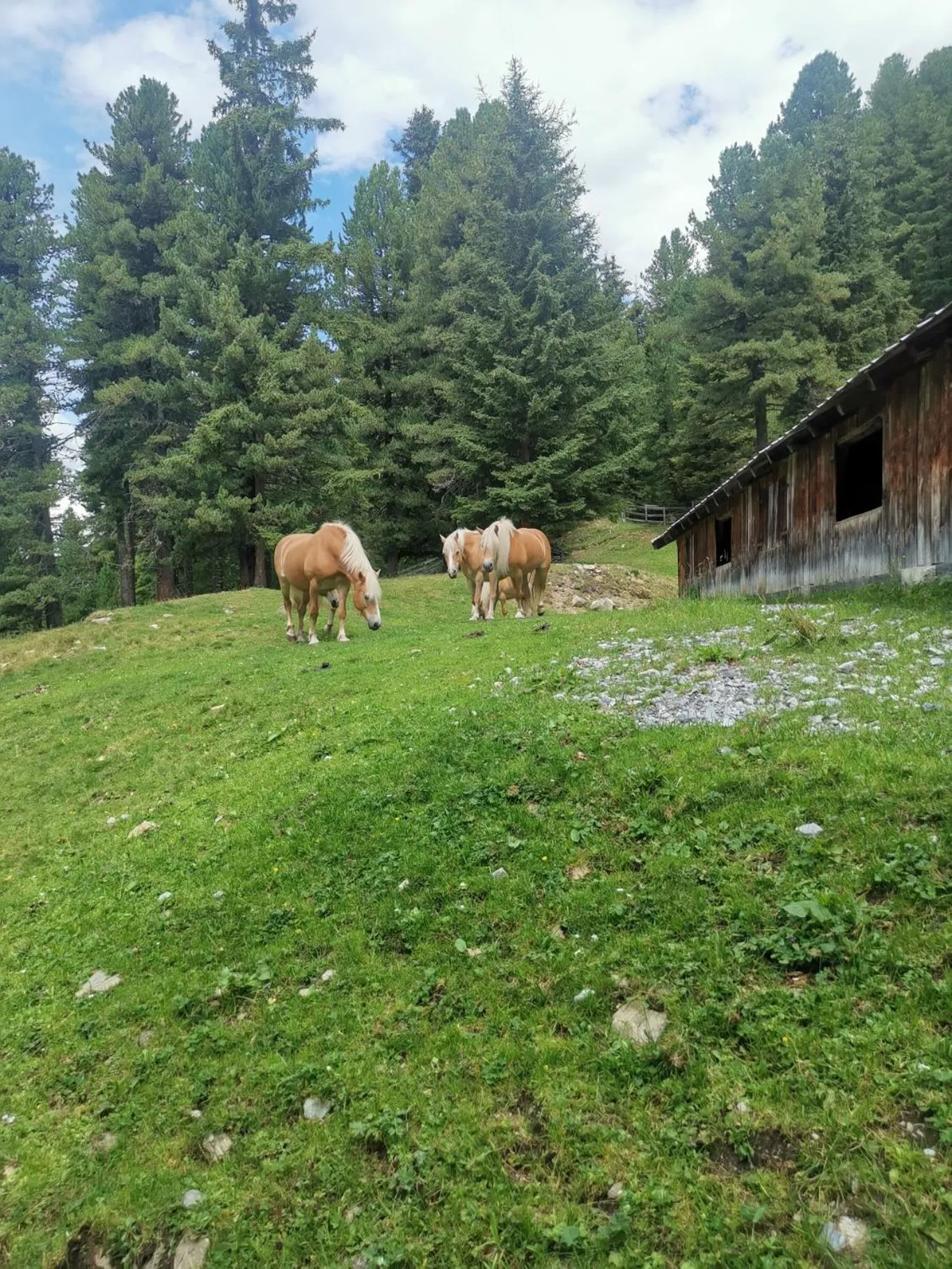 Natural landscape in Pitztal Living Apartments