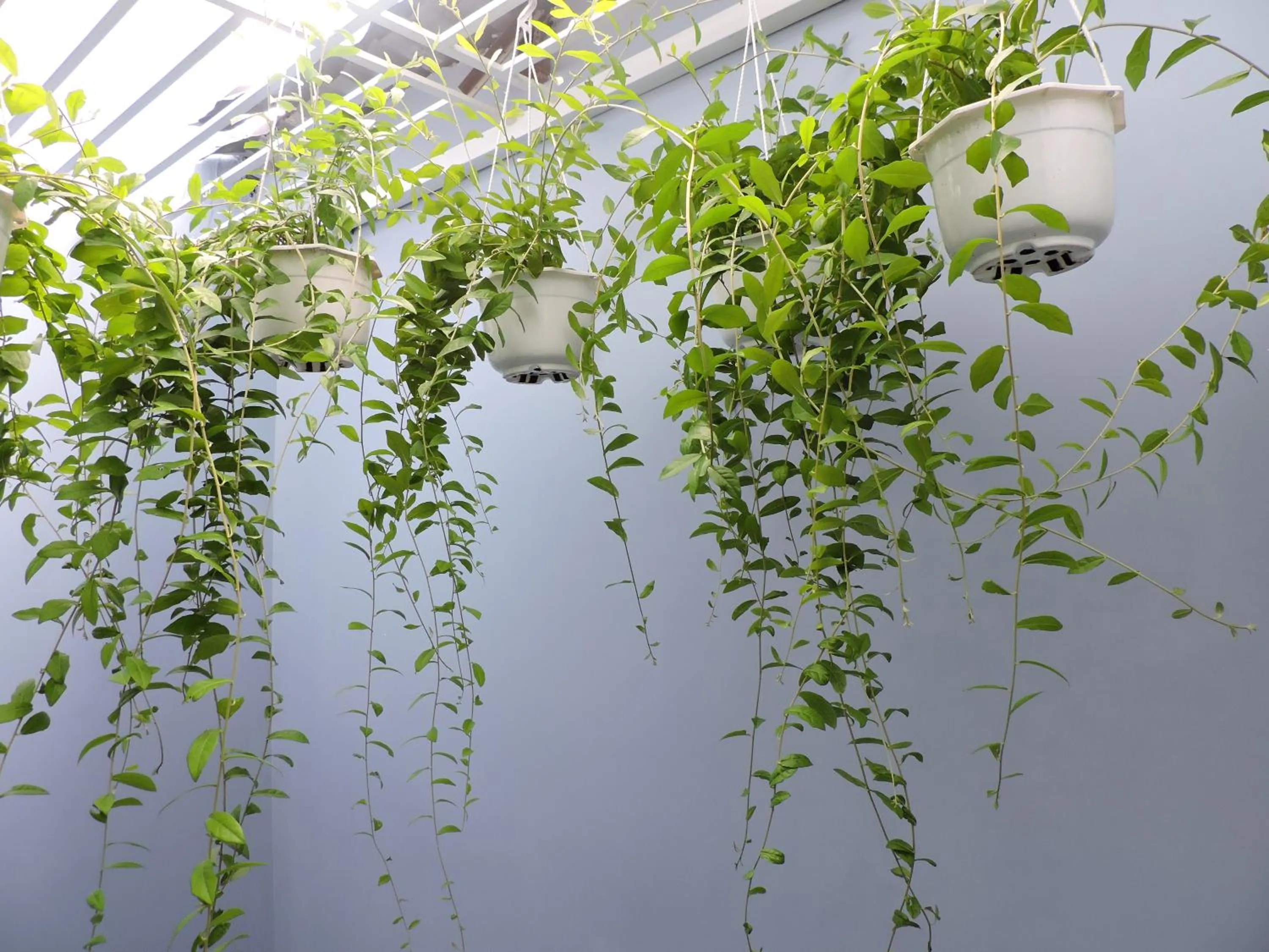 Inner courtyard view in Chez Mimosa Petite - Free Laundry