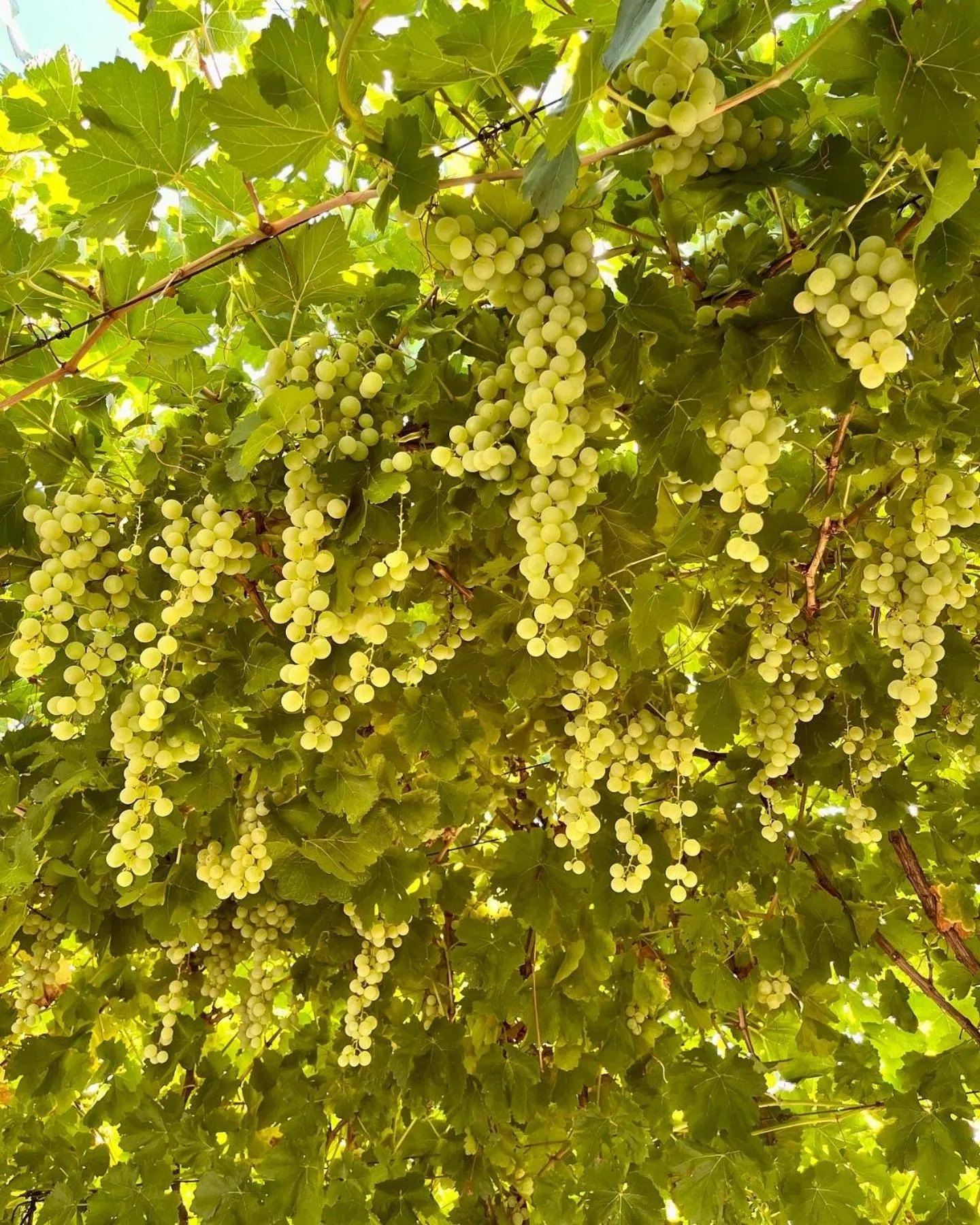 Spring in Droombos Boutique Hotel