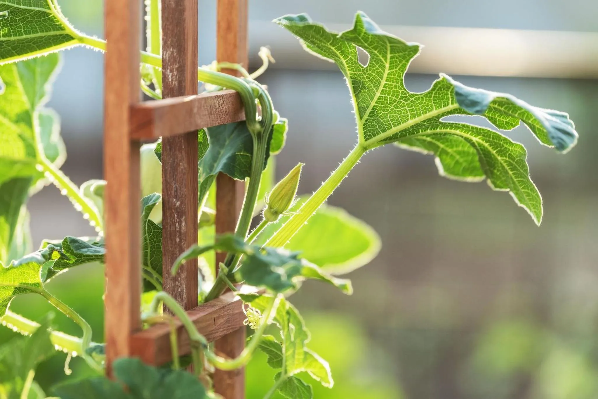 Spring in Droombos Boutique Hotel