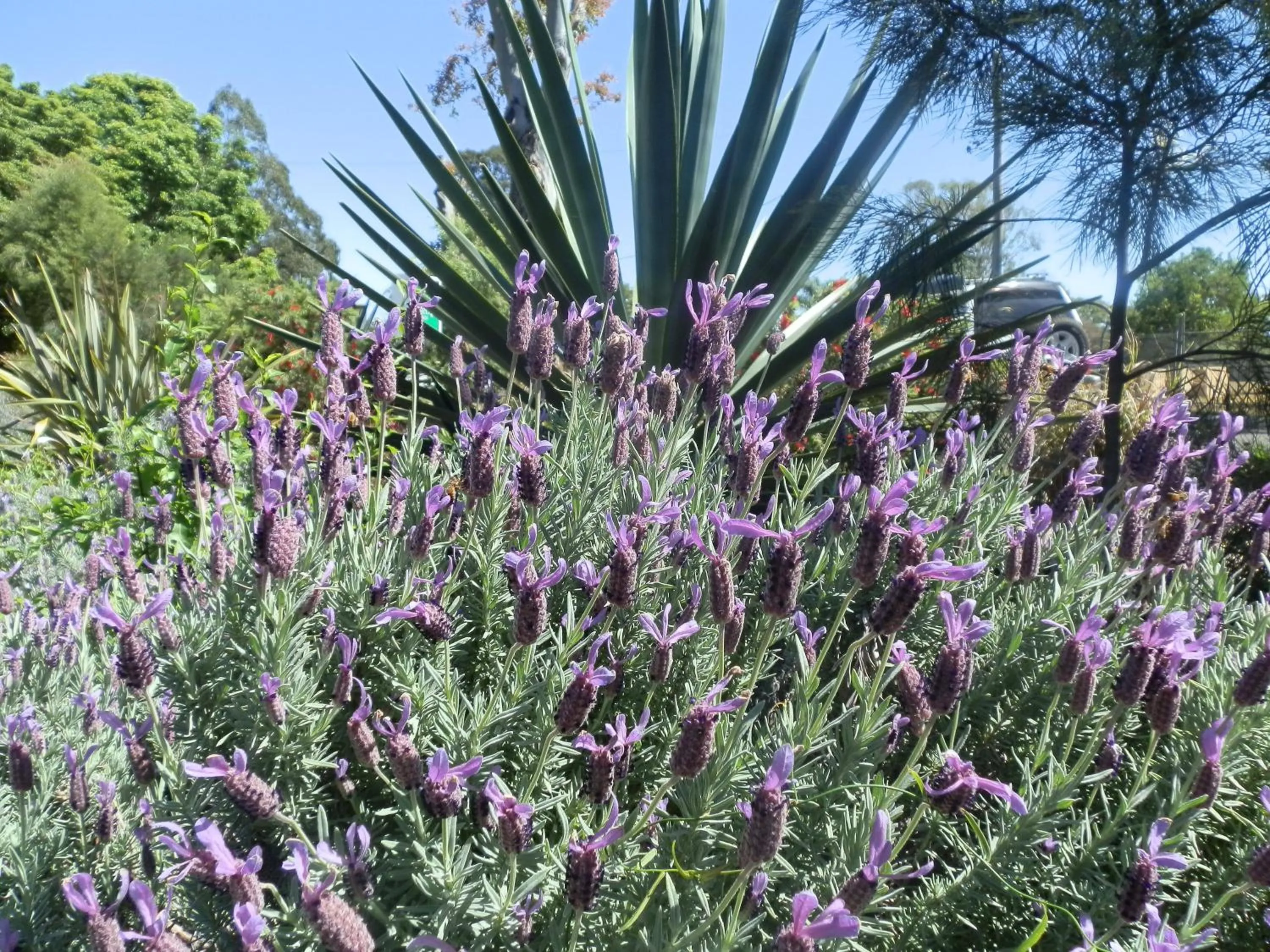 Area and facilities in PepperTree Cabins, Kingaroy