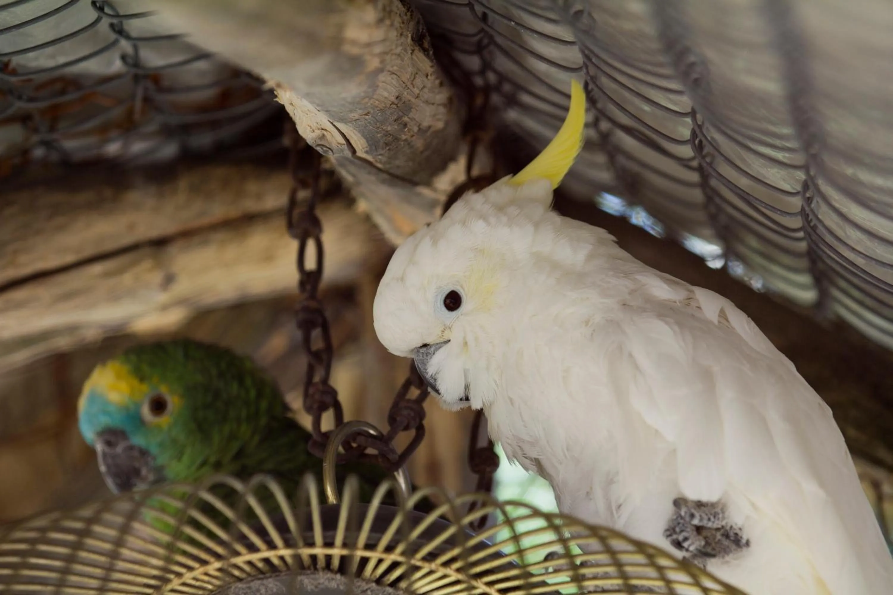 Pets in Rusaliite Adventure House