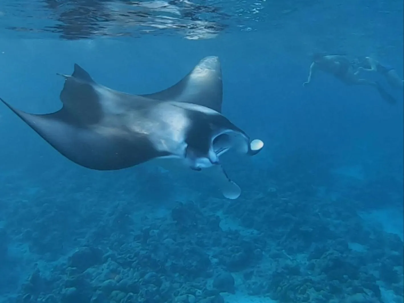 Snorkeling in Thoddoo Retreat Grand