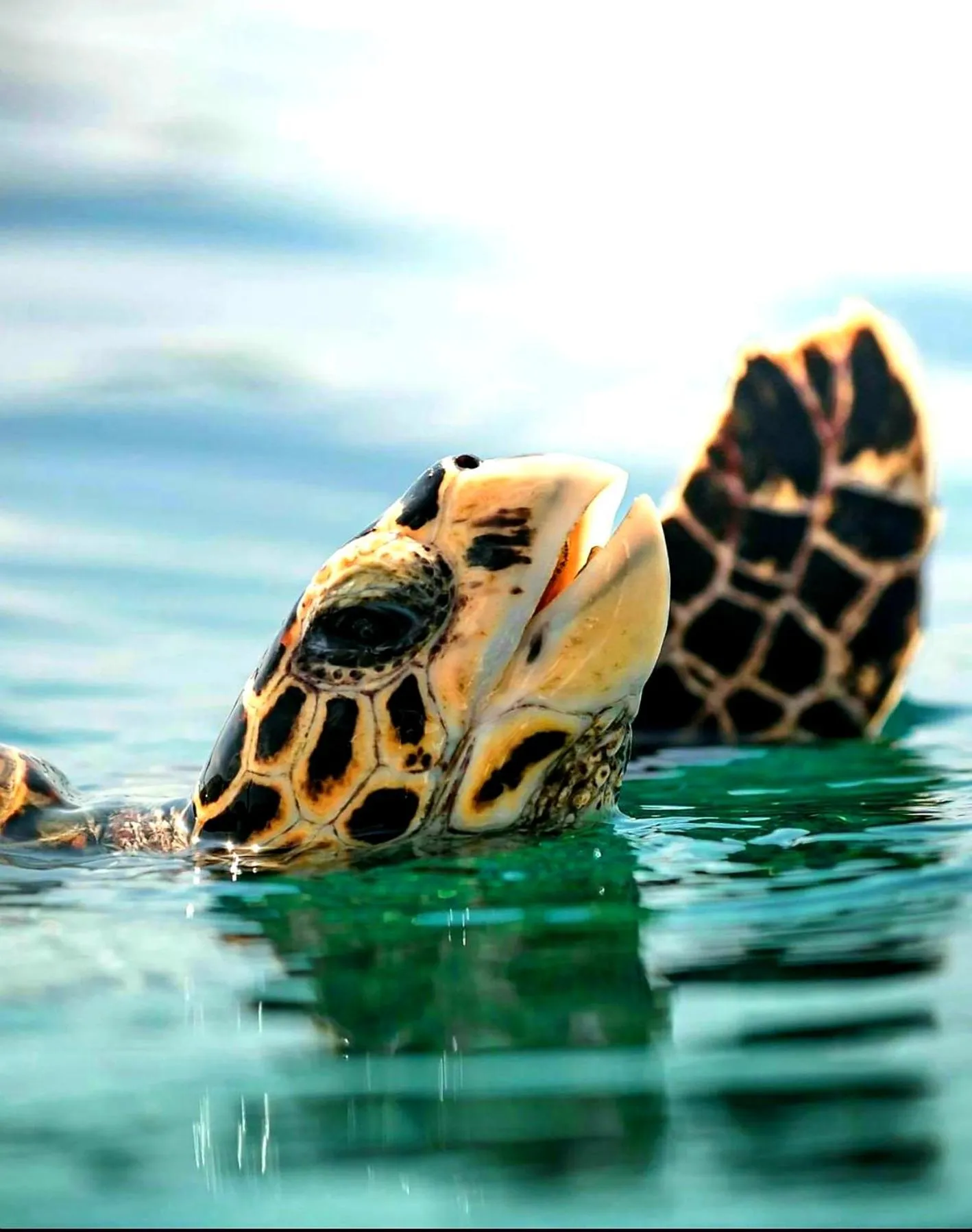 Thoddoo Retreat Grand