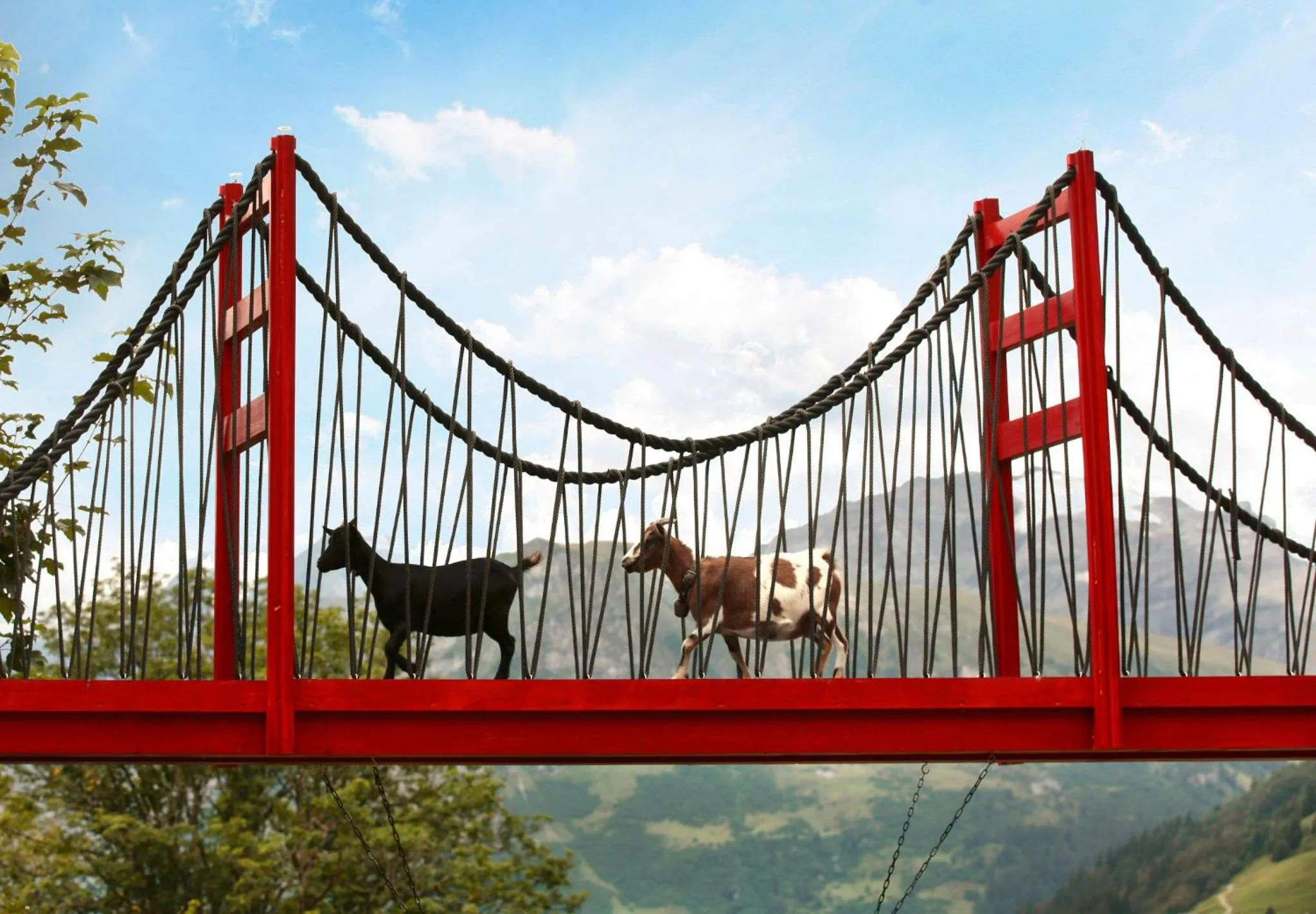 Animals in Märchenhotel