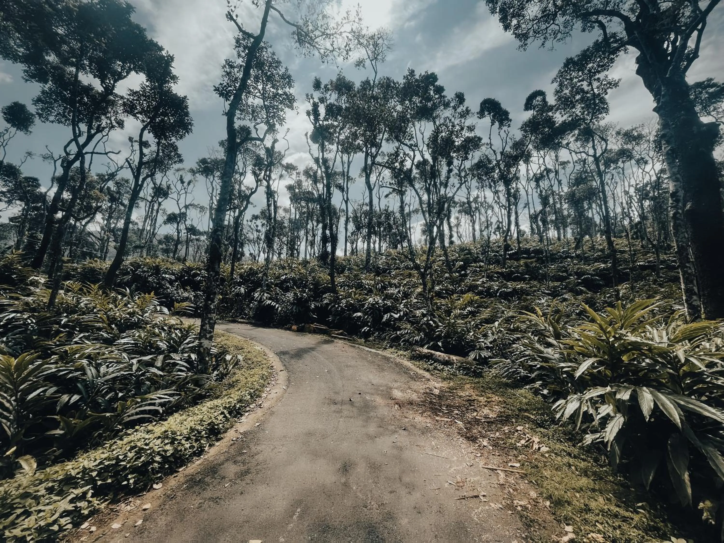 Natural landscape in Mystic Mayapott, Thekkady