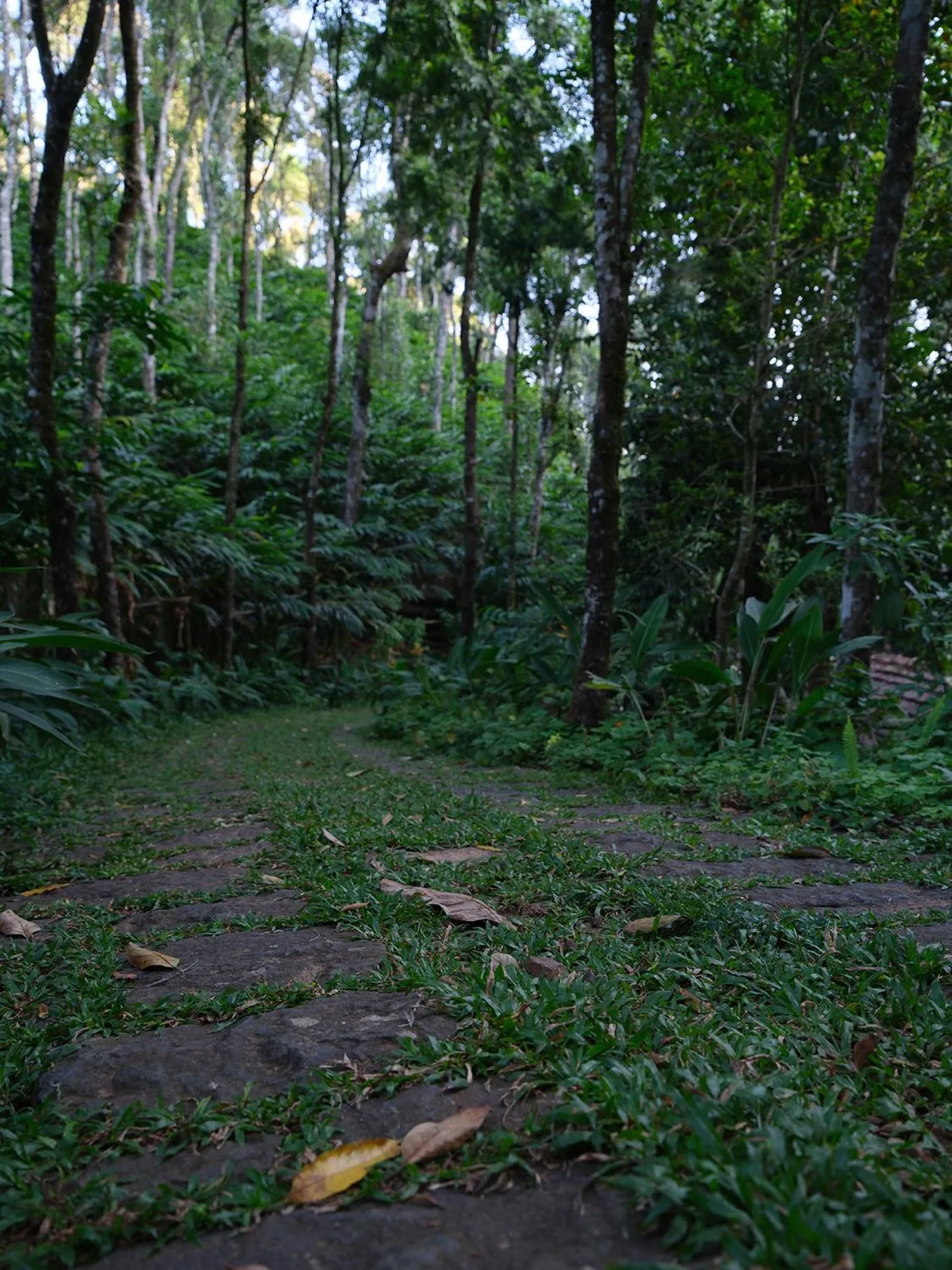 Garden in Mystic Mayapott, Thekkady