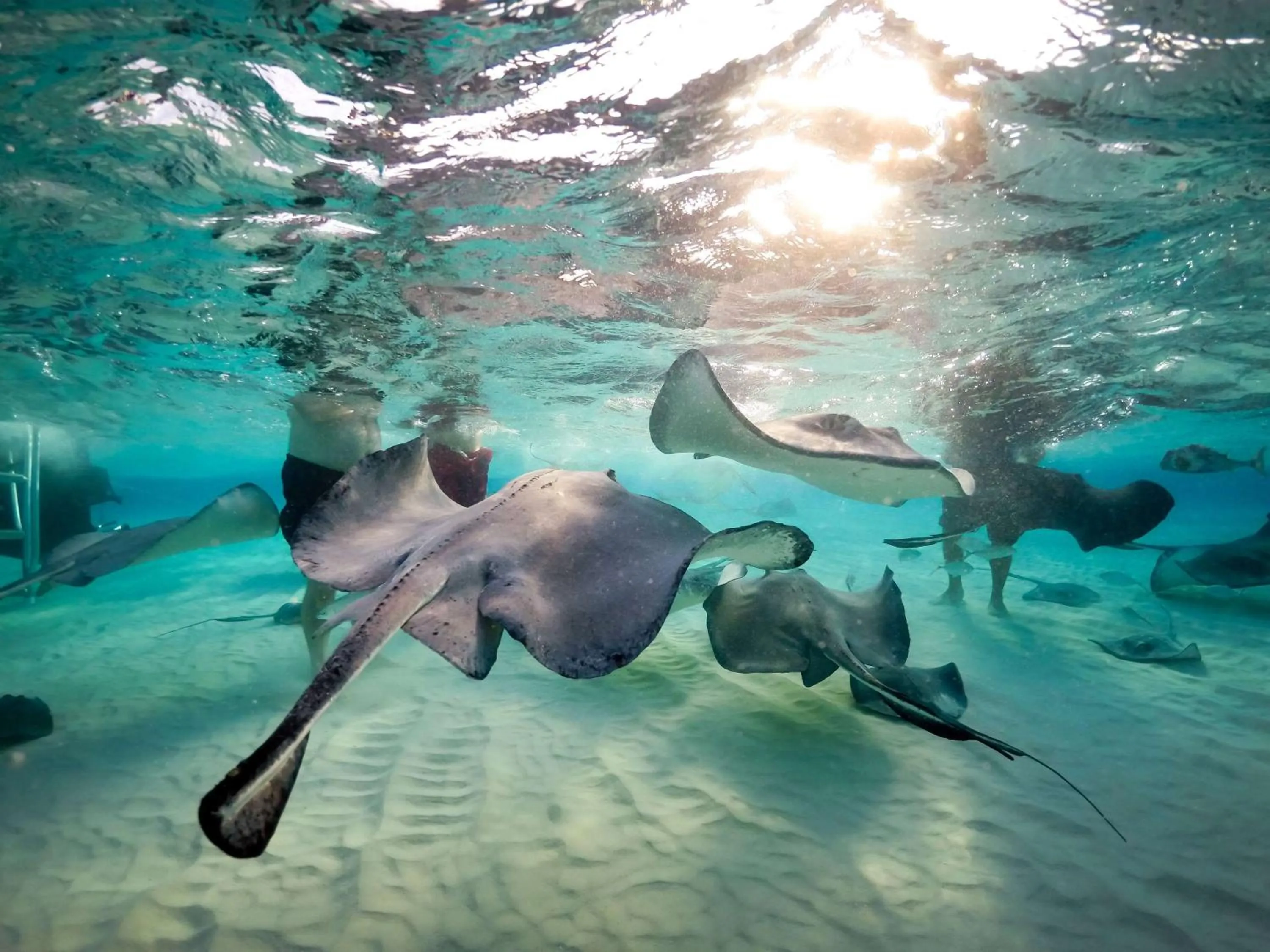 Diving in Wyndham Reef Resort, Grand Cayman