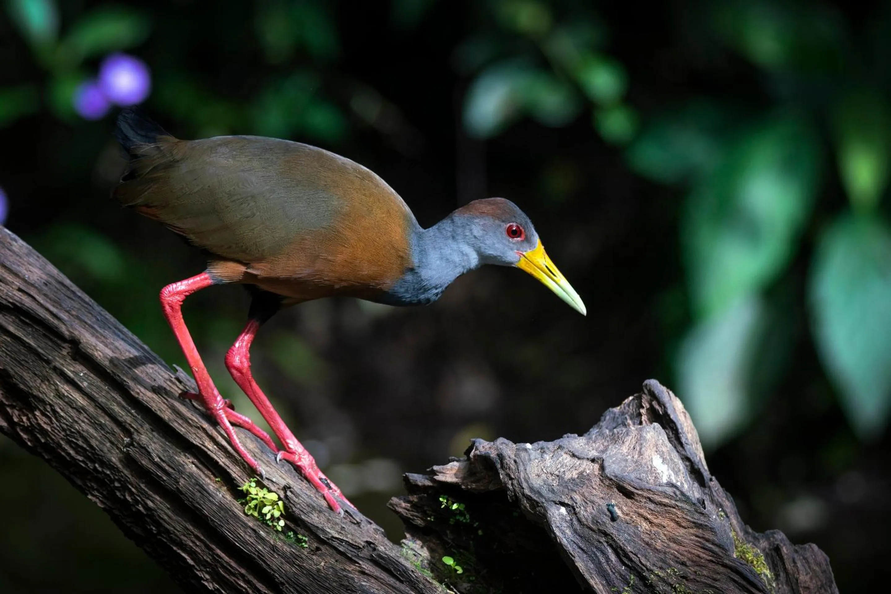 Natural landscape in Buena Vista del Rincón Eco Adventure Park Hotel & Spa