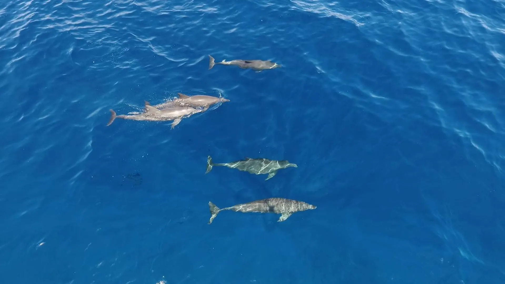 People in White Tern Maldives