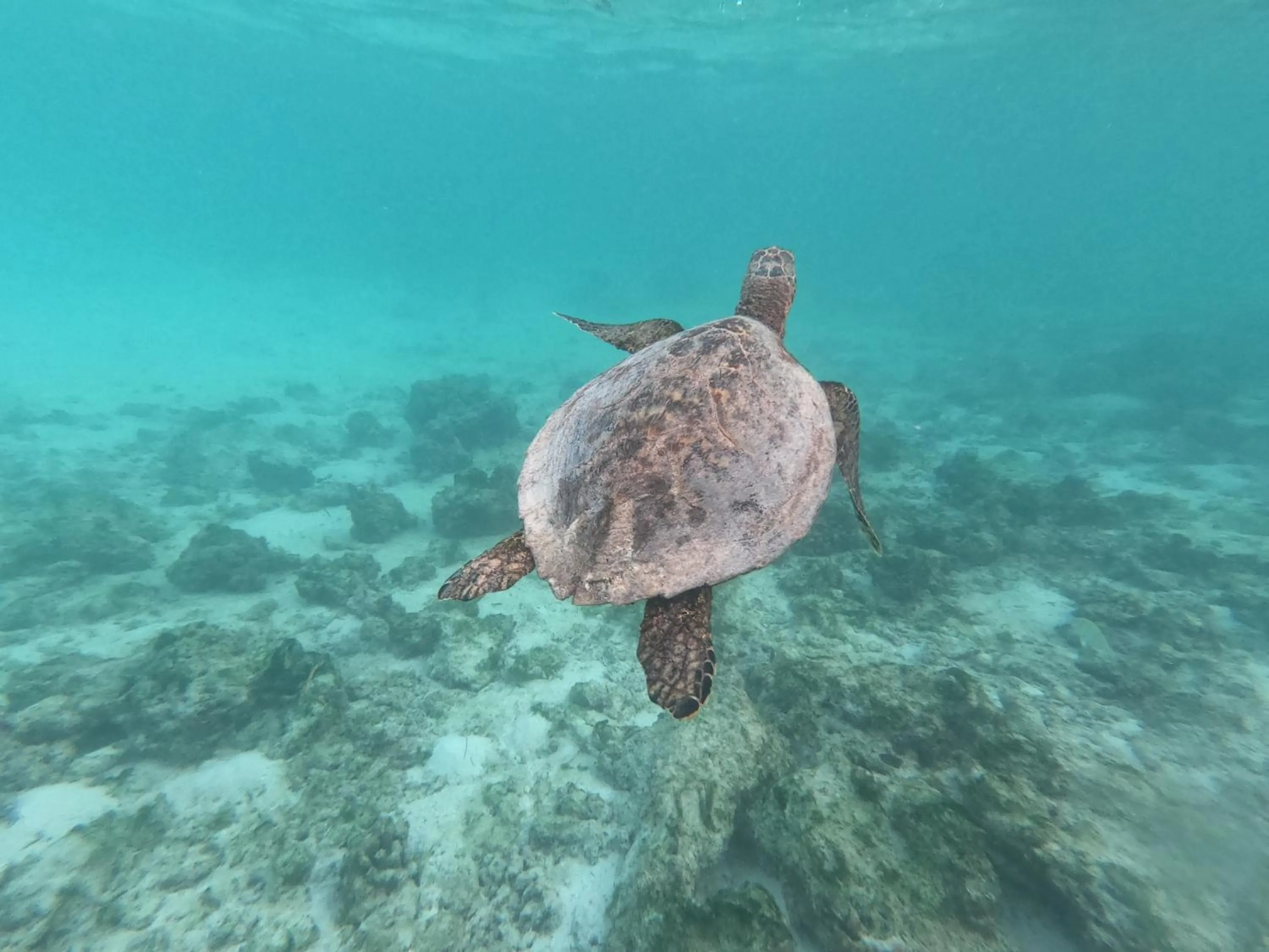 Animals in White Tern Maldives