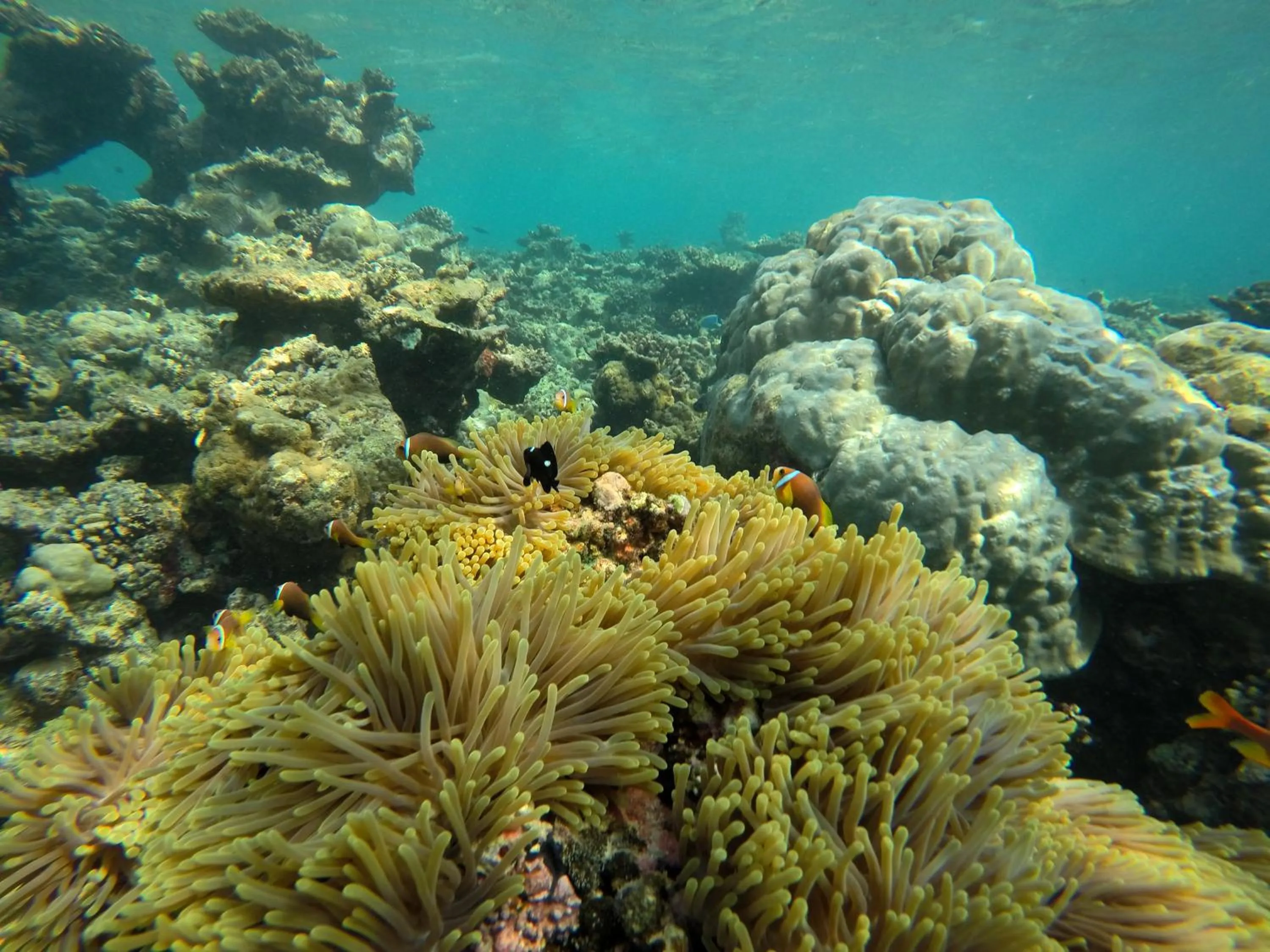 Natural landscape in White Tern Maldives