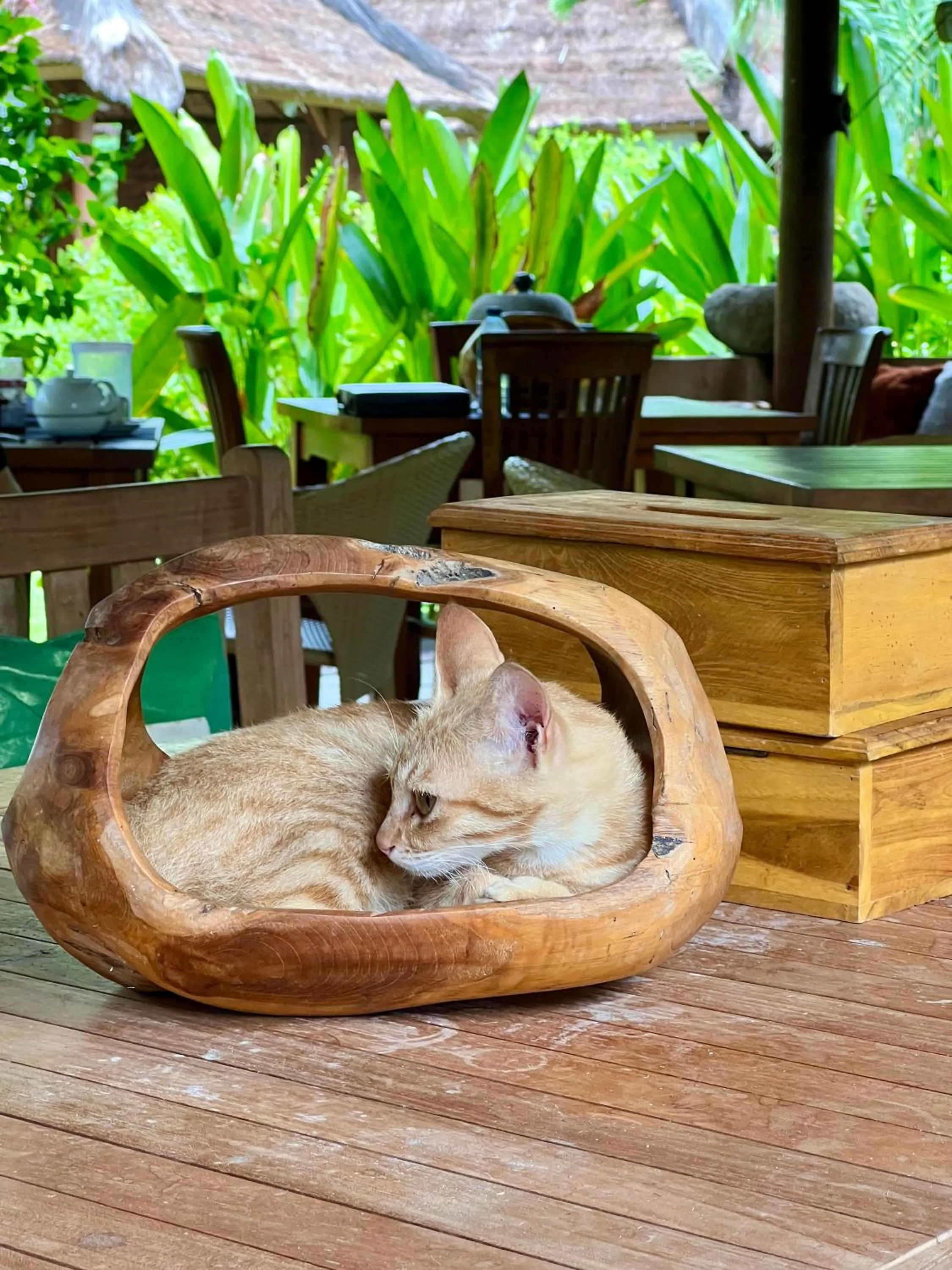 Animals in Sunia Loka Bungalows & Dive Center