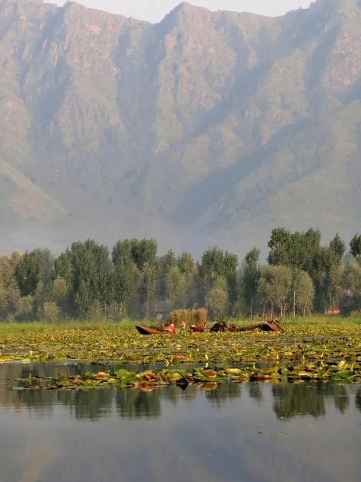 Day in Houseboat Lily of Nageen