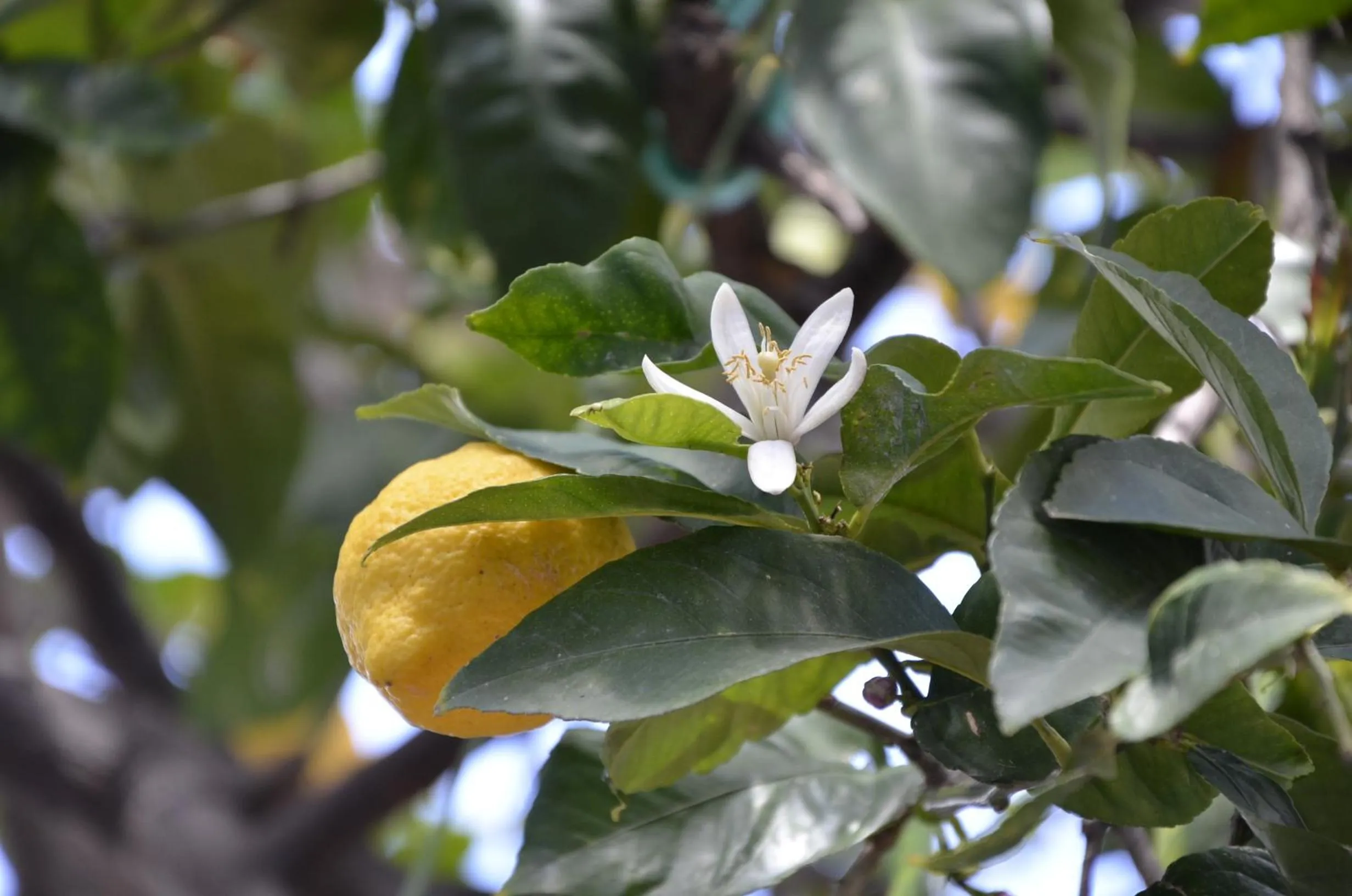 Garden view in B&B Antica Dimora