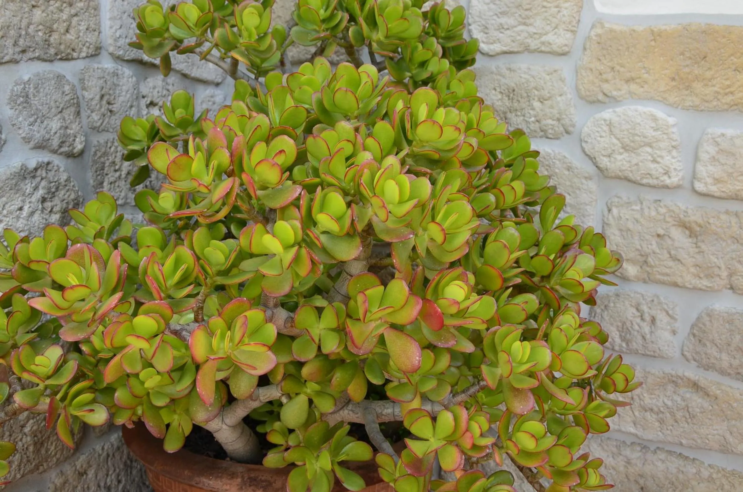 Spring in B&B Antica Dimora