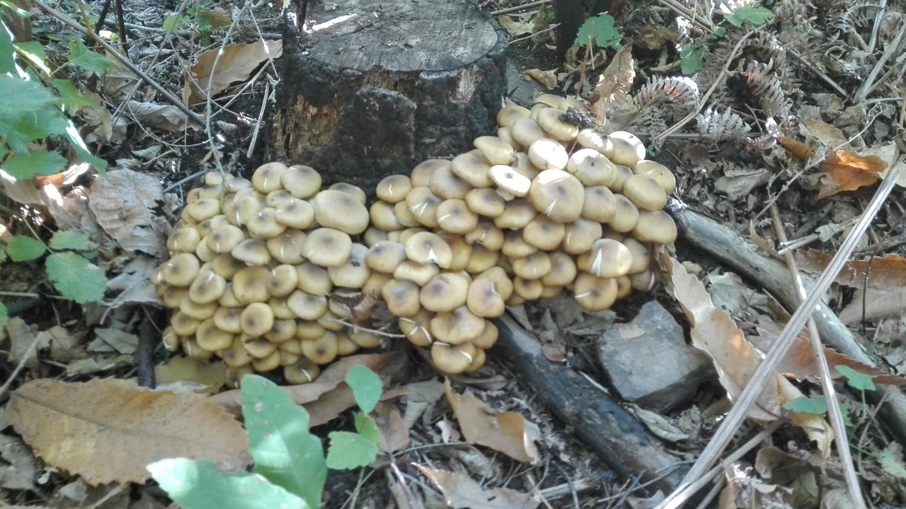 Property building in B&B L'ulivo