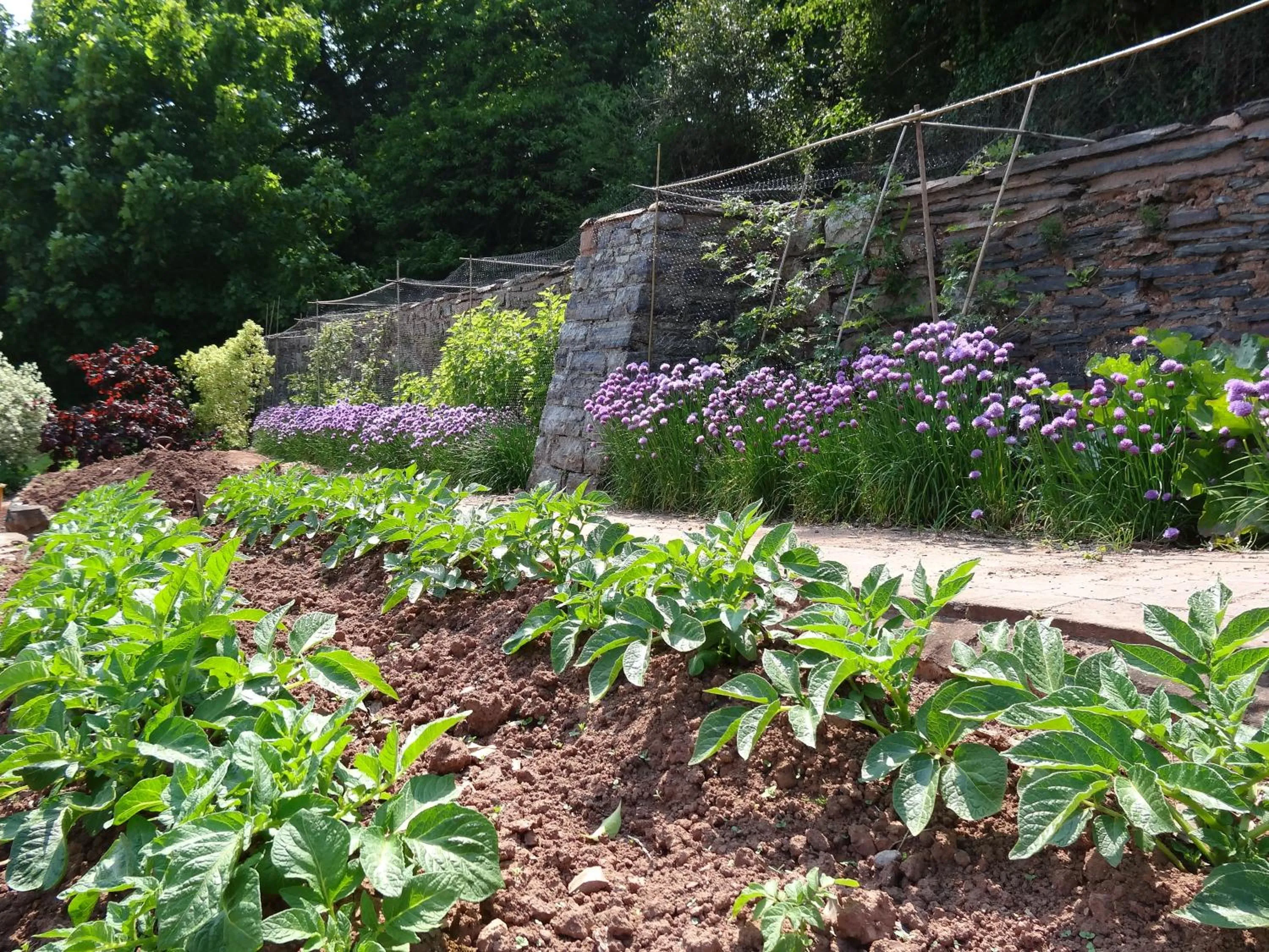 Garden in The Old Dairy at Bishops Barton