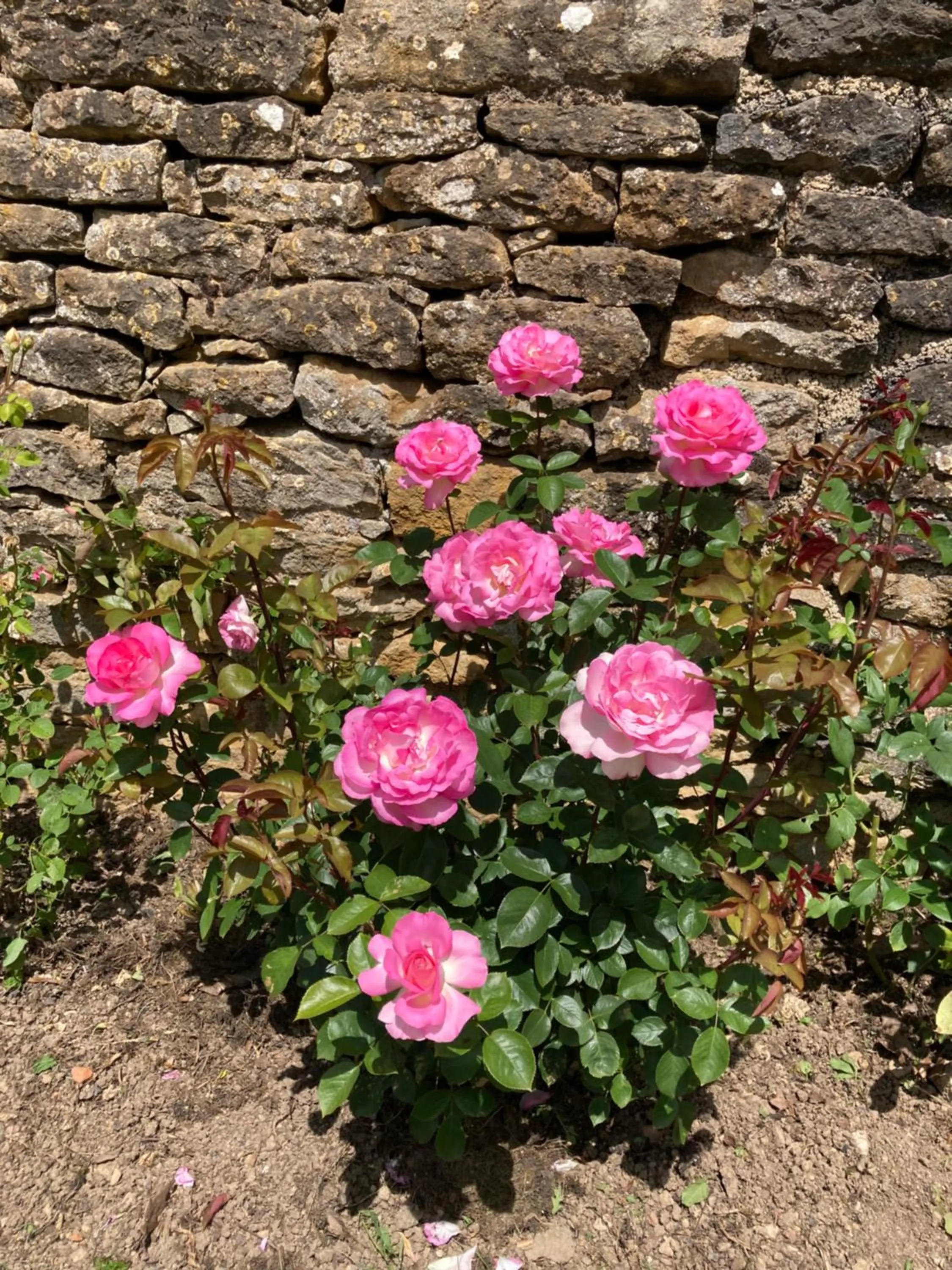 Garden in La Buffonnerie