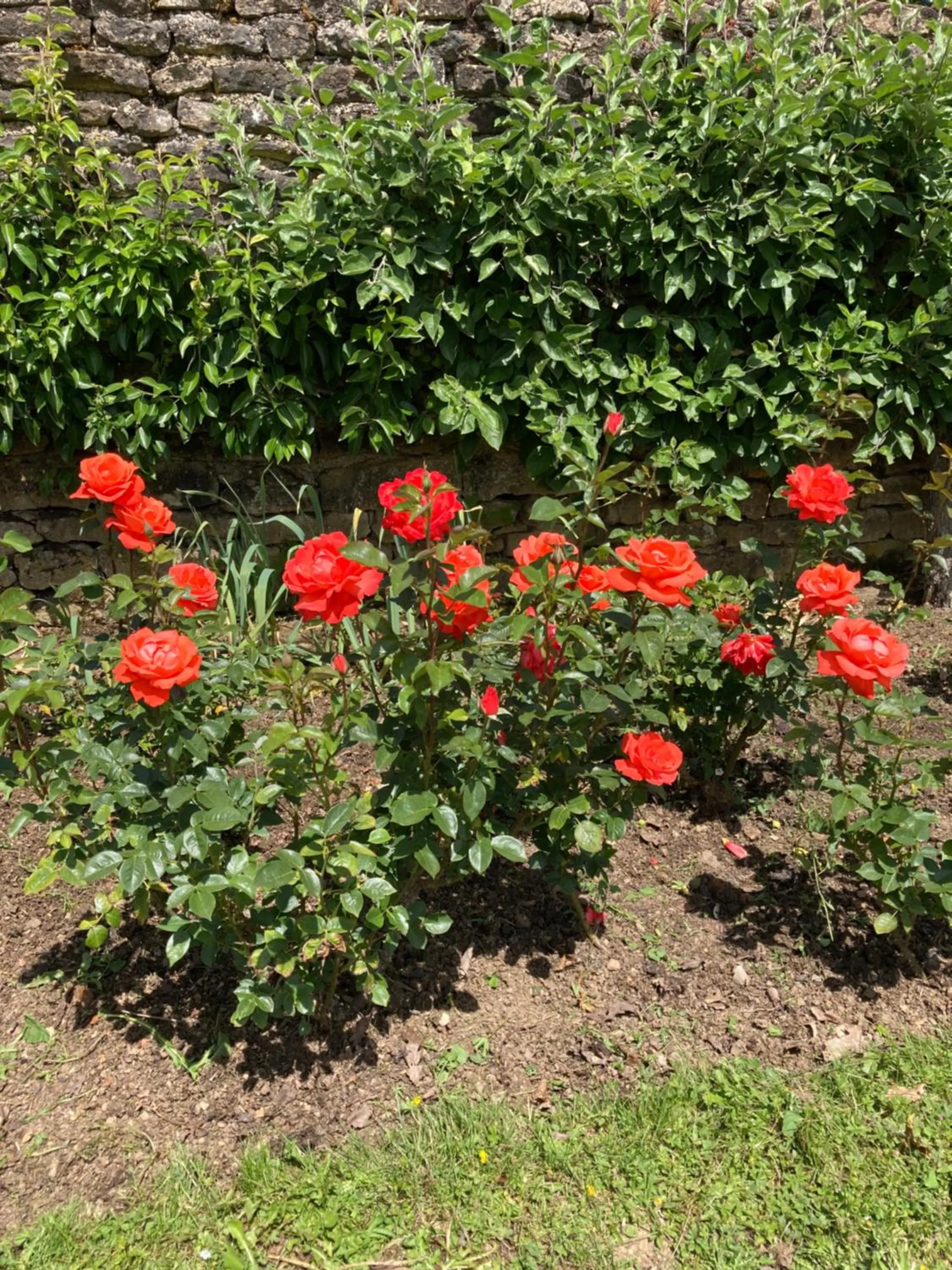 Garden in La Buffonnerie