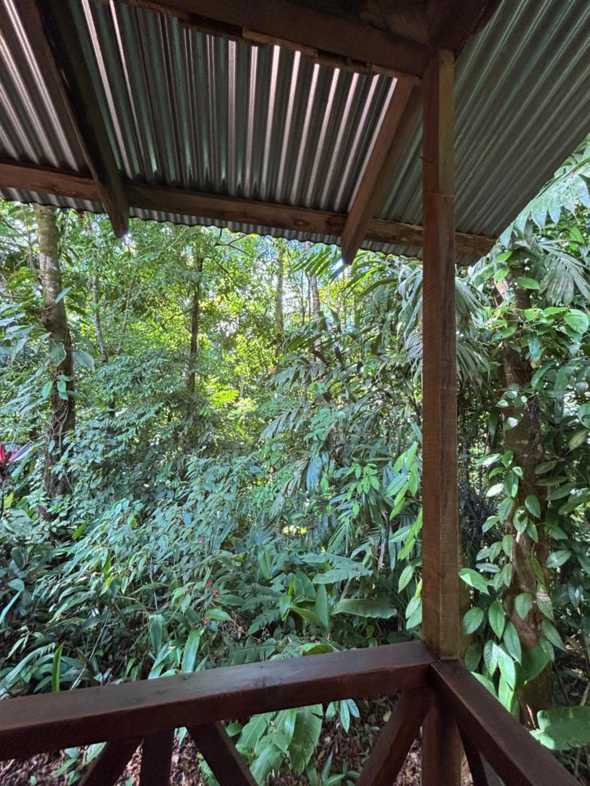 Animals in Citronela Lodge Corcovado