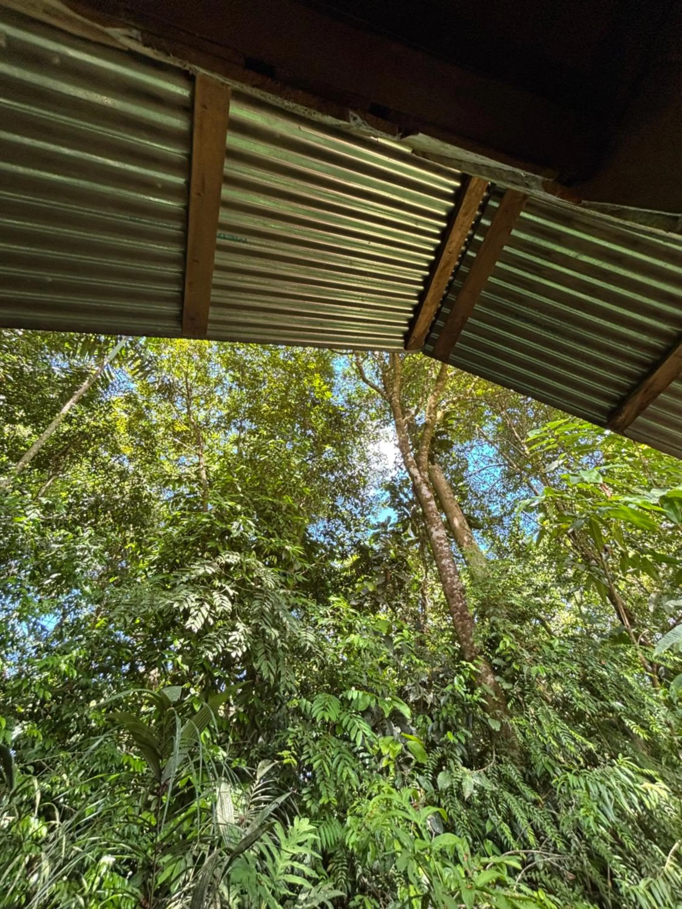 View (from property/room) in Citronela Lodge Corcovado