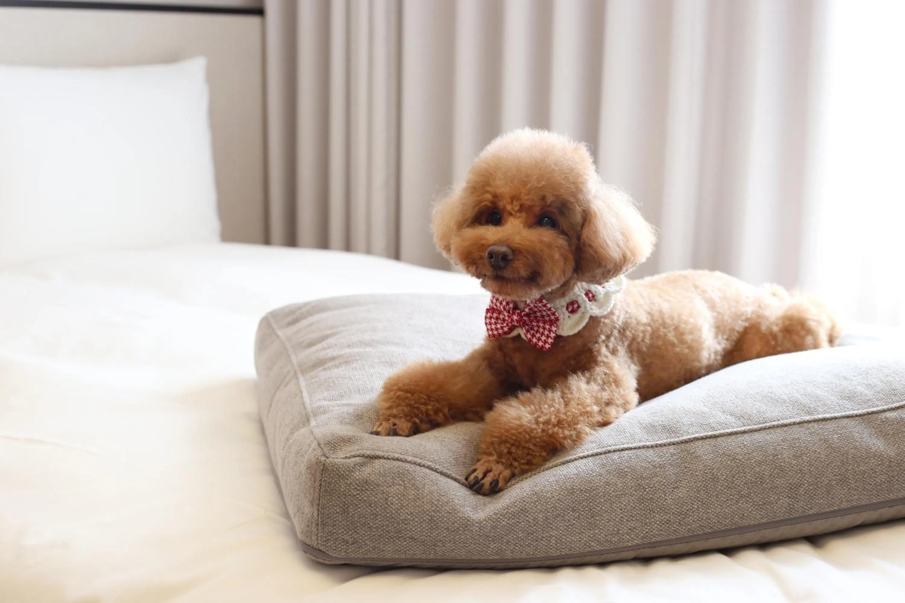 Pets in Maison Glad Jeju