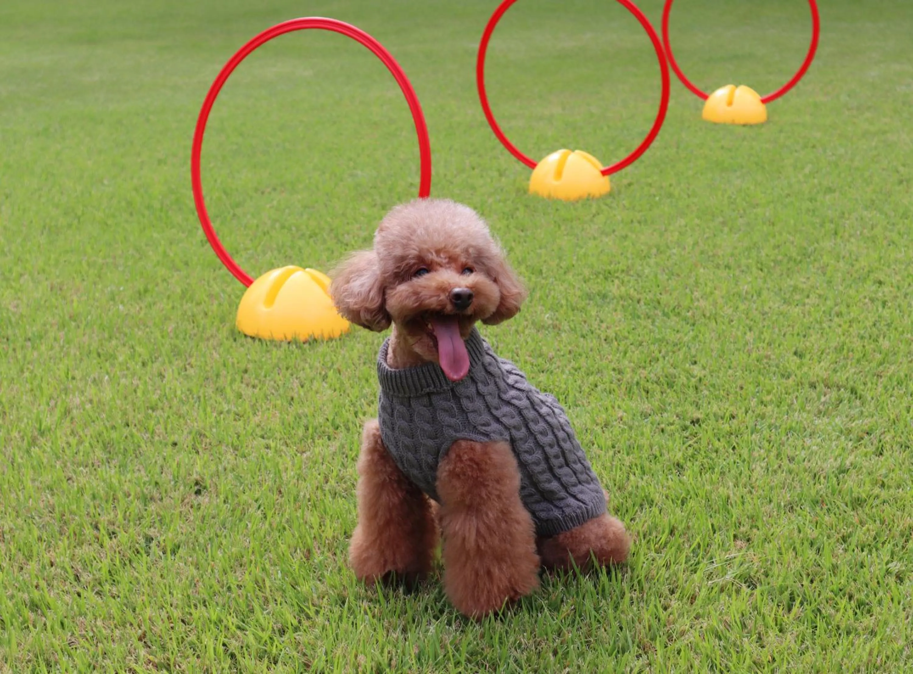 Pets in Maison Glad Jeju