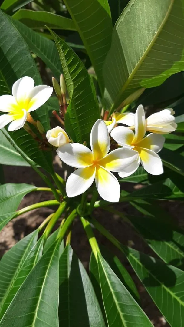Domaine des Oiseaux Réunion