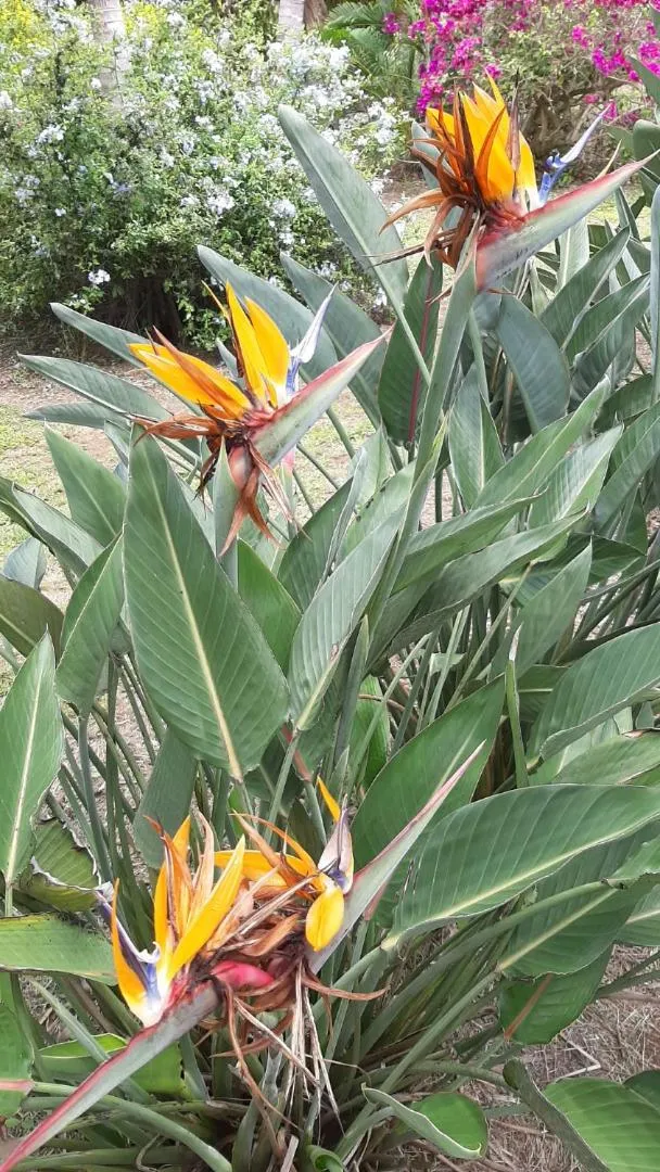 Domaine des Oiseaux Réunion