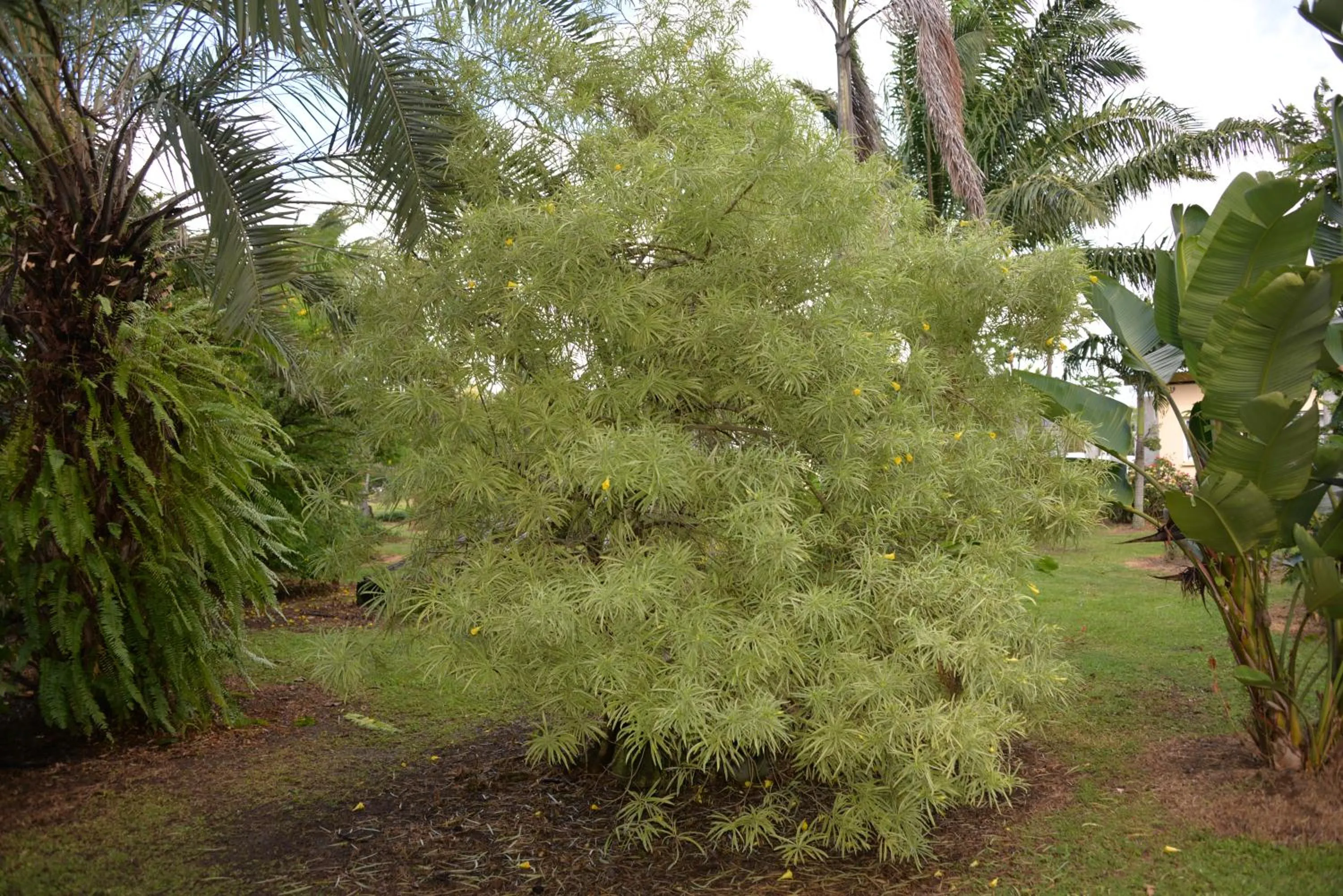 Domaine des Oiseaux Réunion