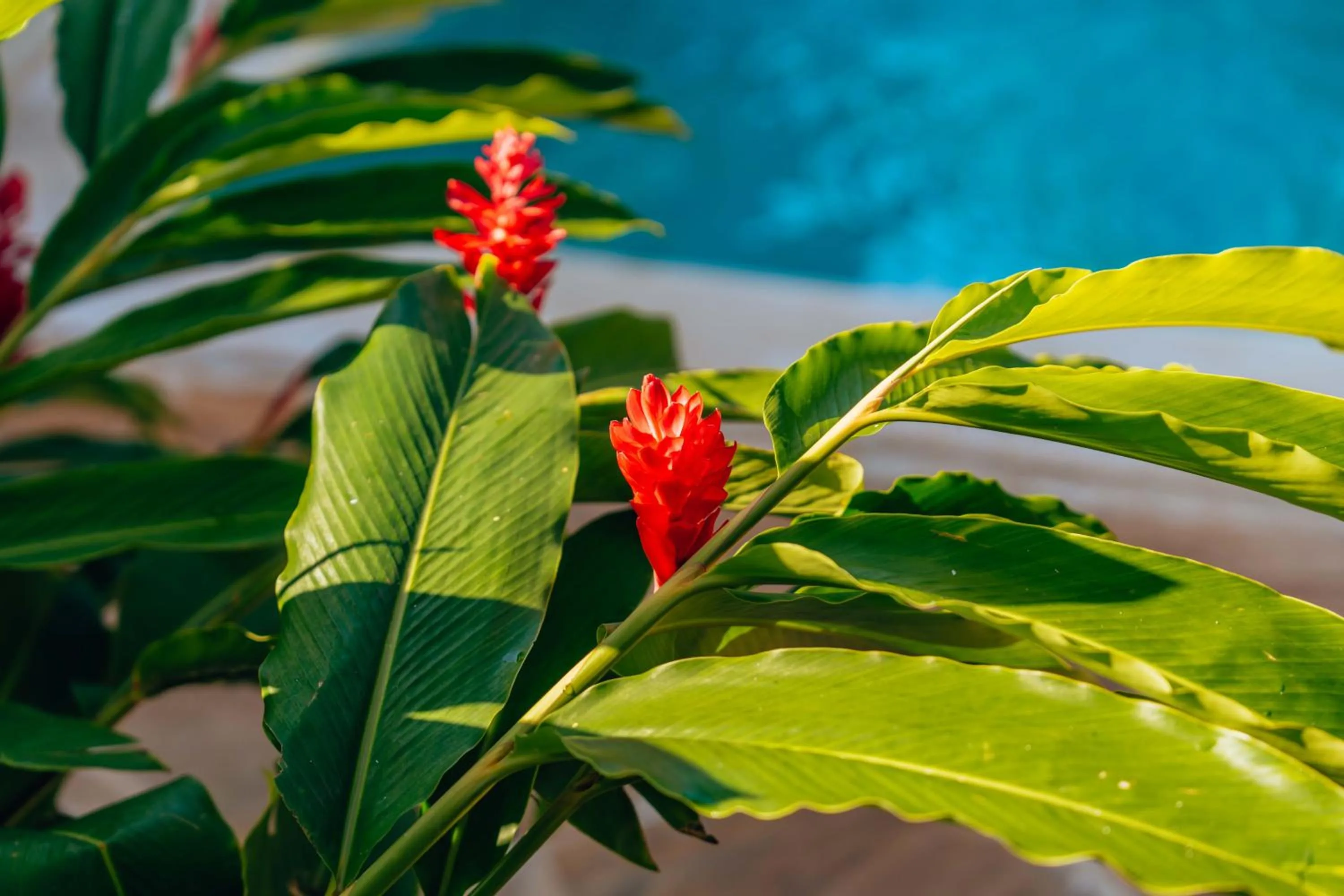 Garden in Hekaya Zanzibar