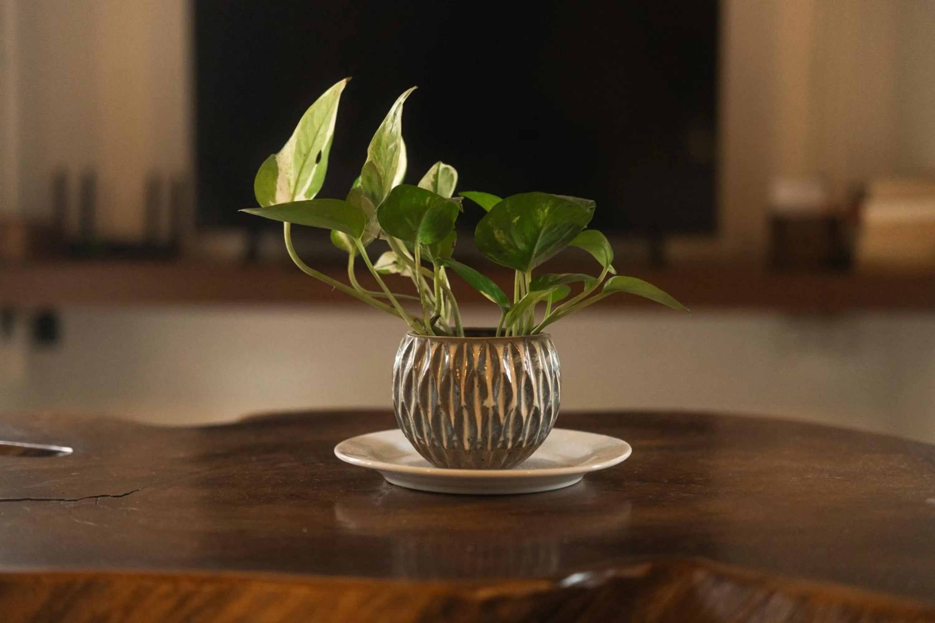 Decorative detail in Big Tree Boutique Hotel