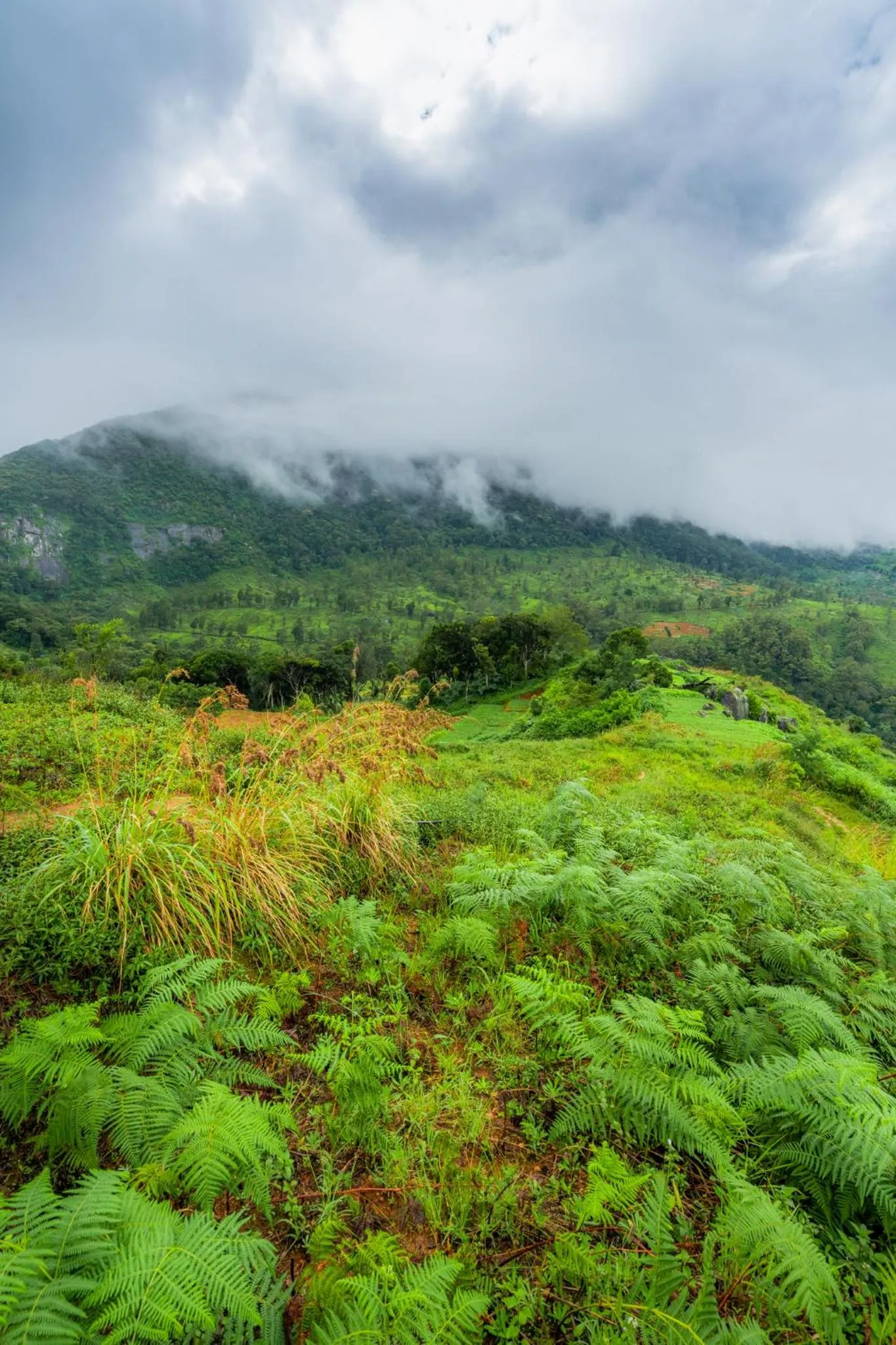 Natural landscape in Mandaram Eco Resort