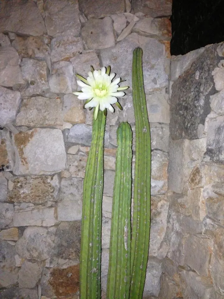 Other in Tenuta De Marco