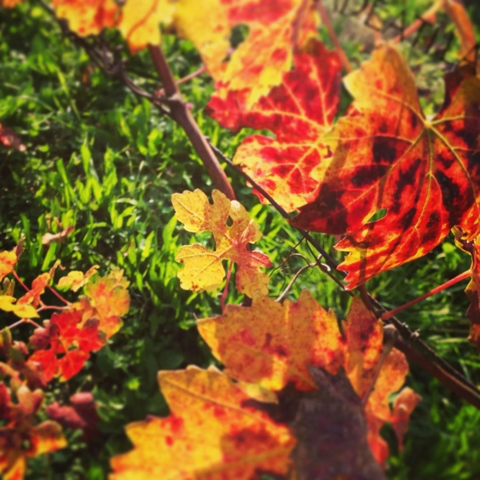 Autumn in B&B Monferrato La Casa Sui Tetti